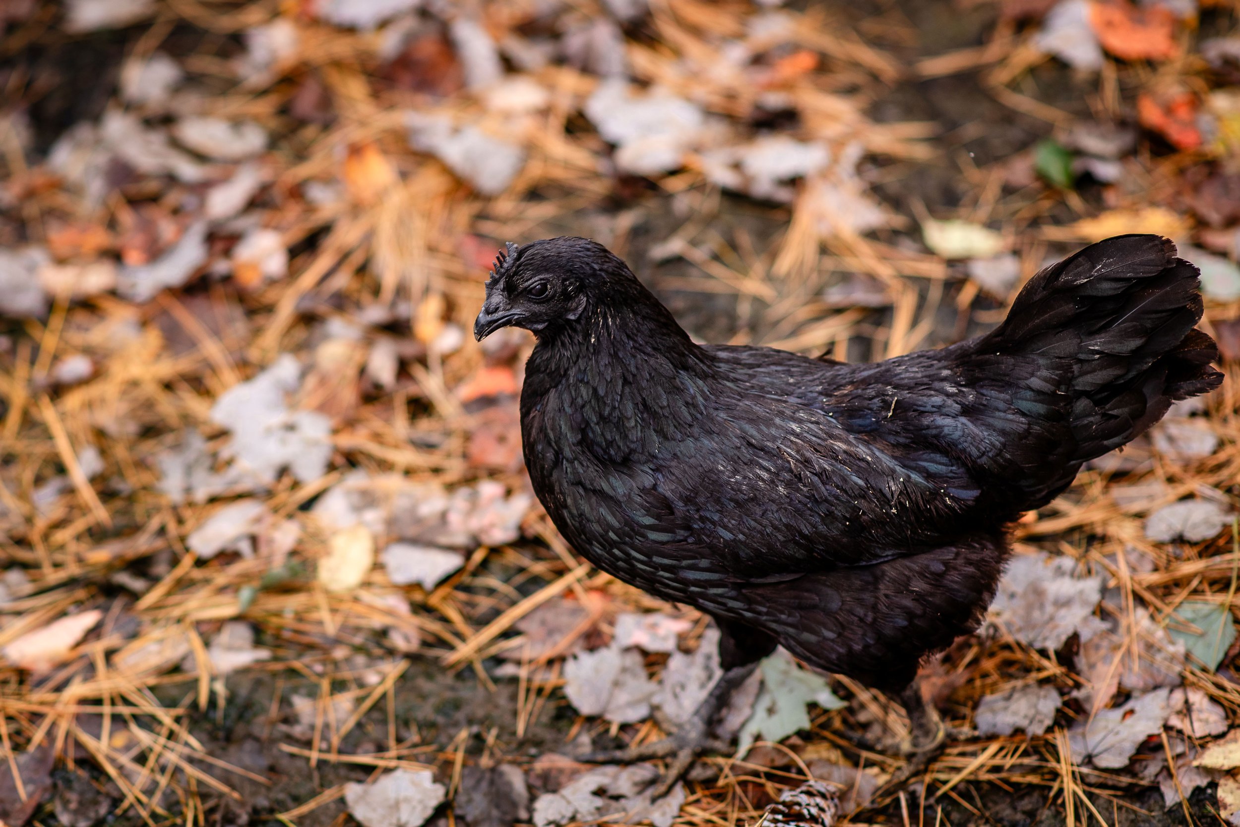 Ayam Cemani Starter Pullets