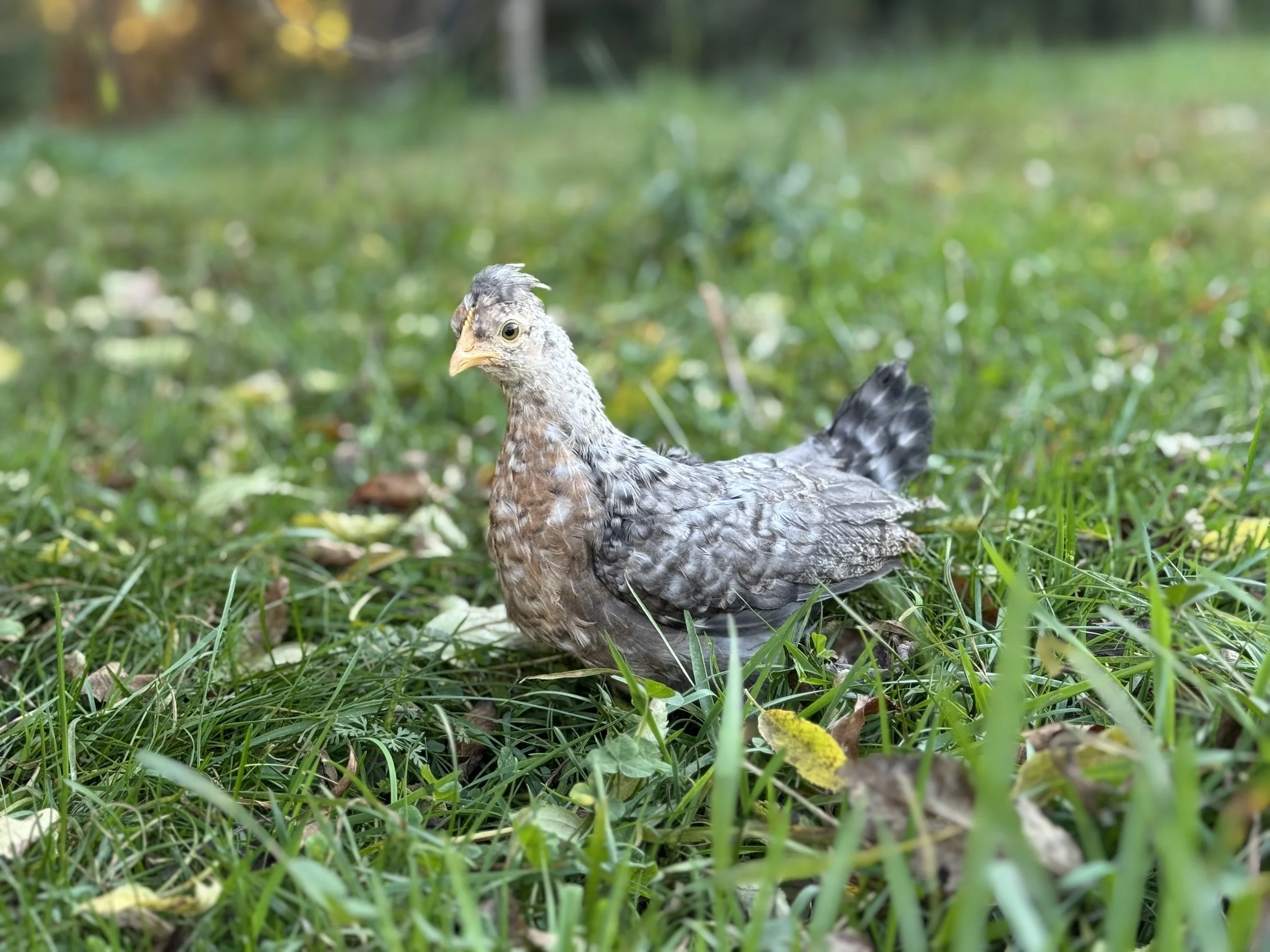 cream legbar pullet.JPG