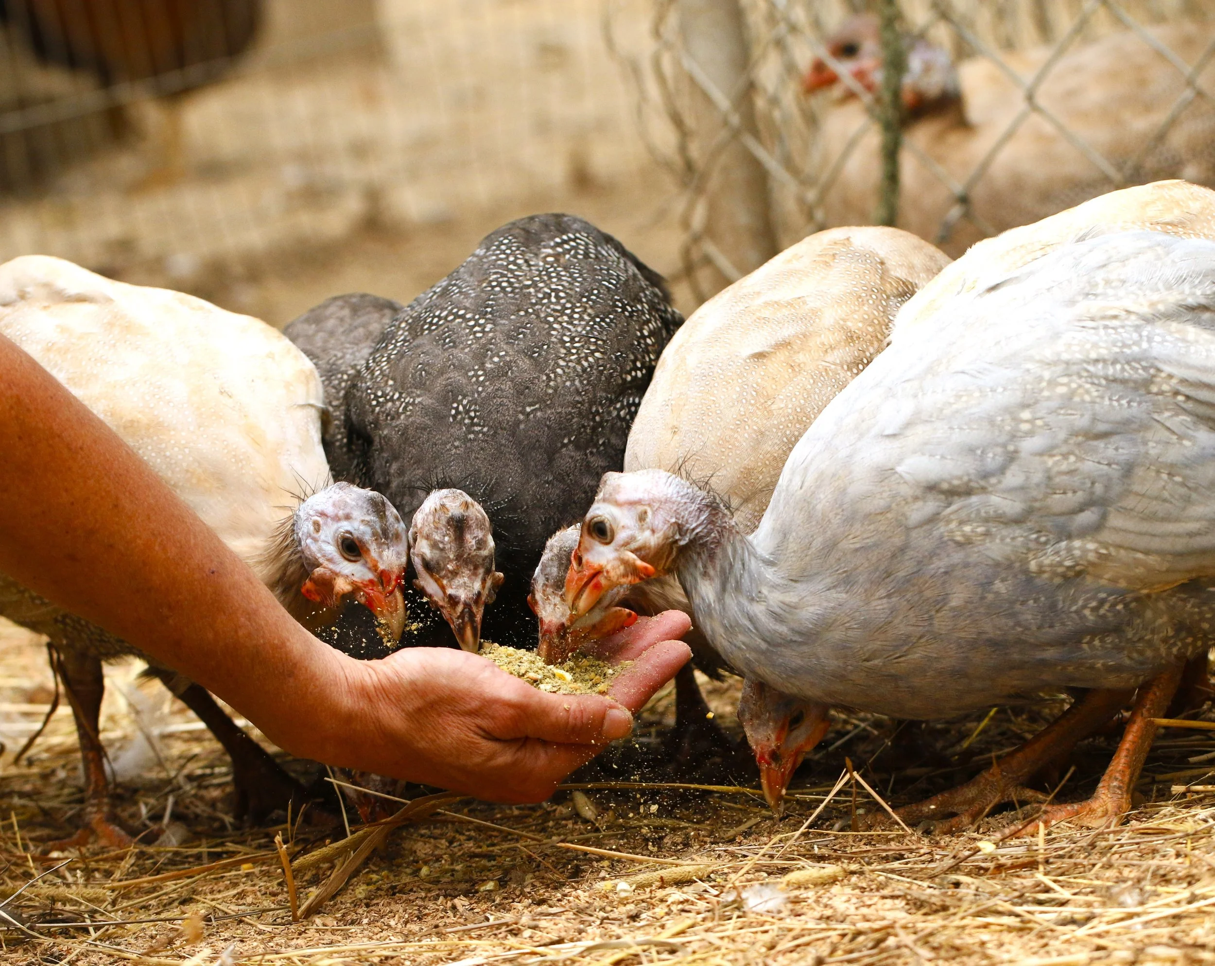 guinea fowl _MG_6526.JPG