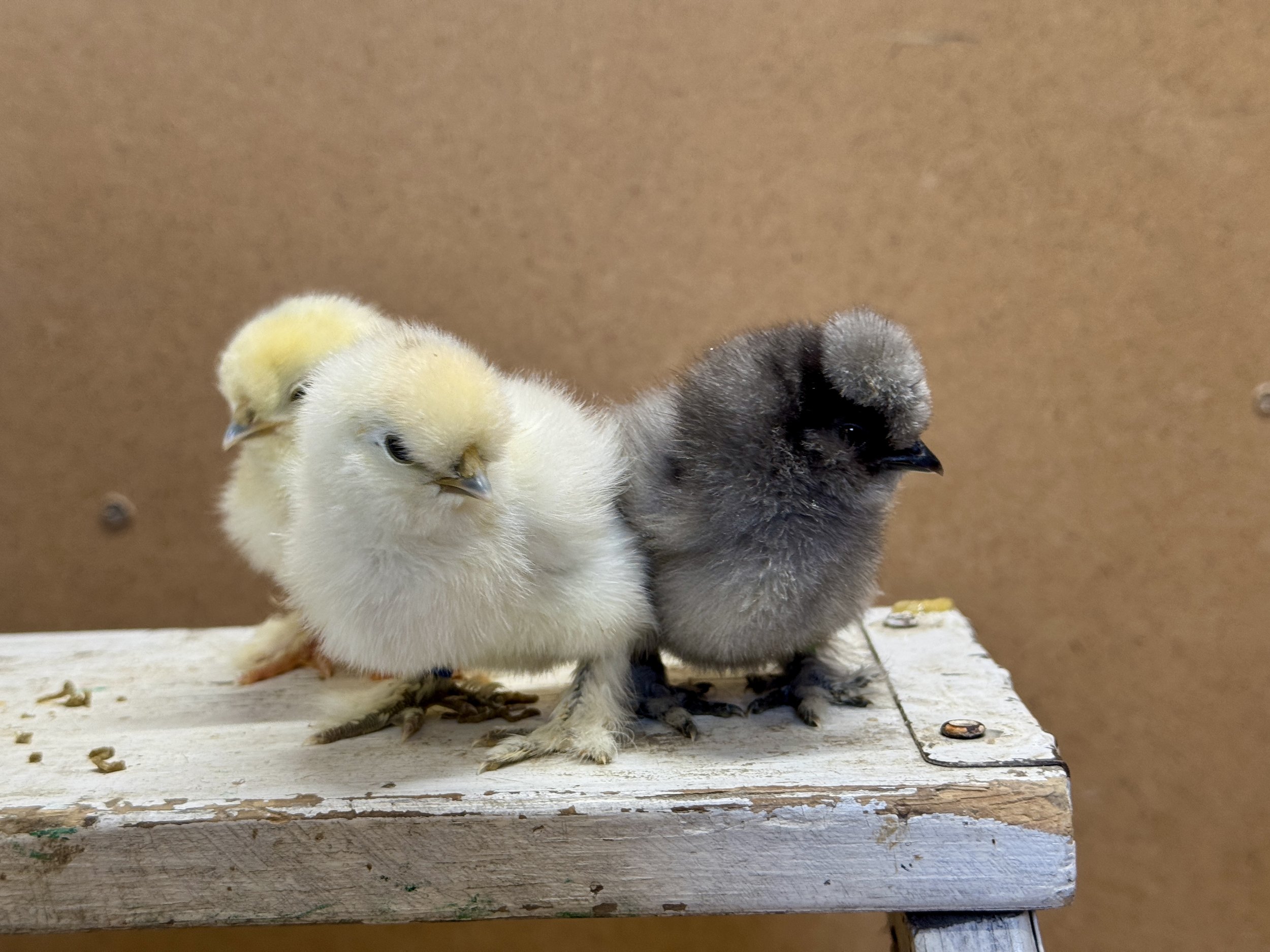 silkie chicks.JPG