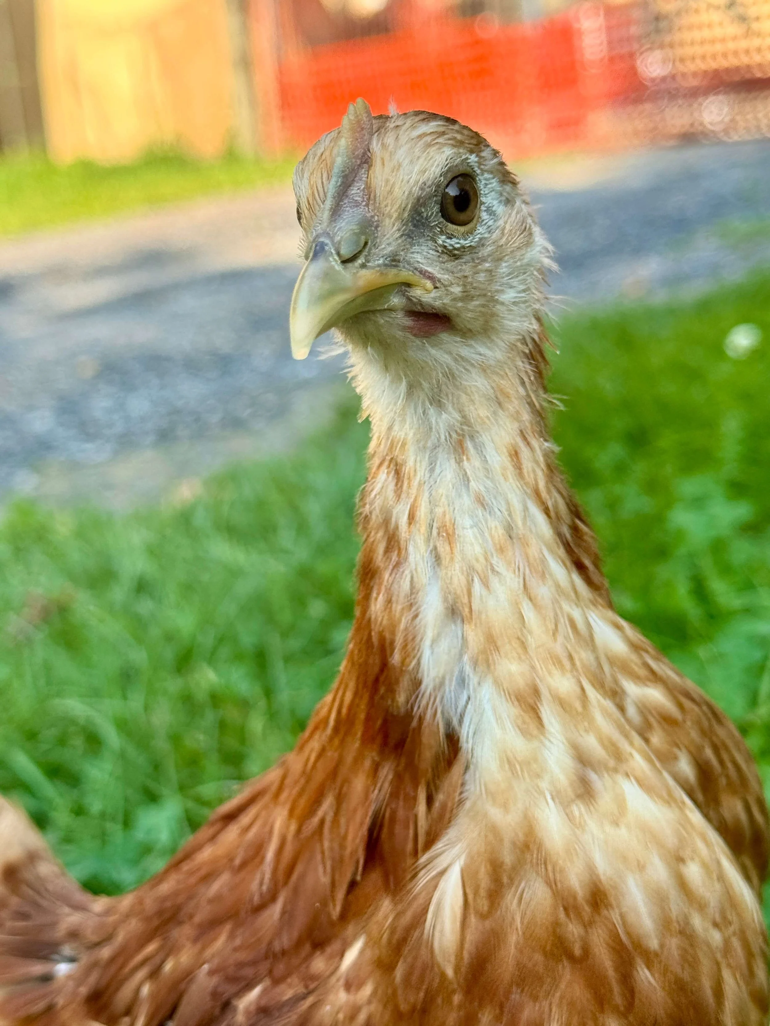 hmong pullet.jpg