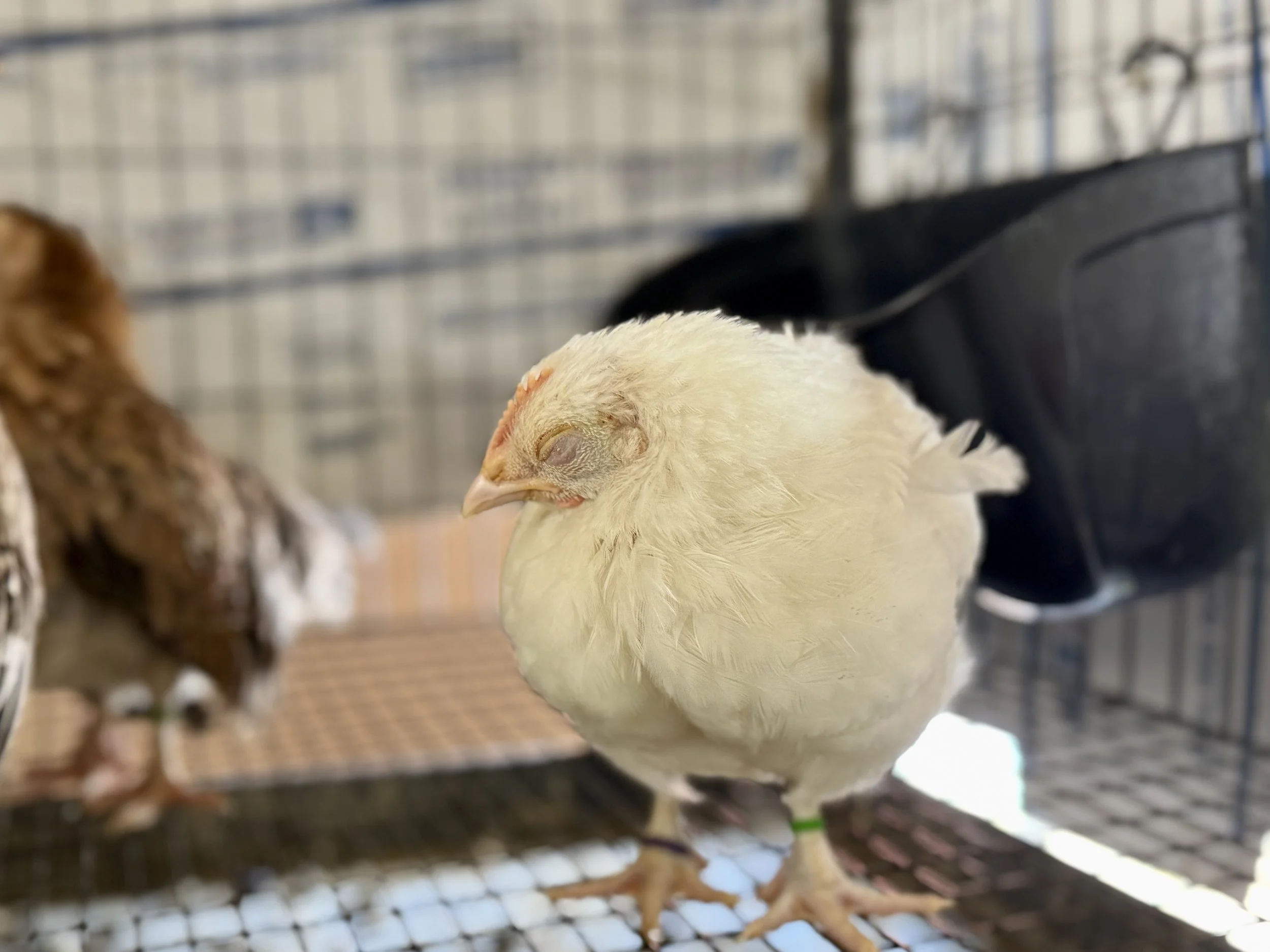 chicken with coccidiosis