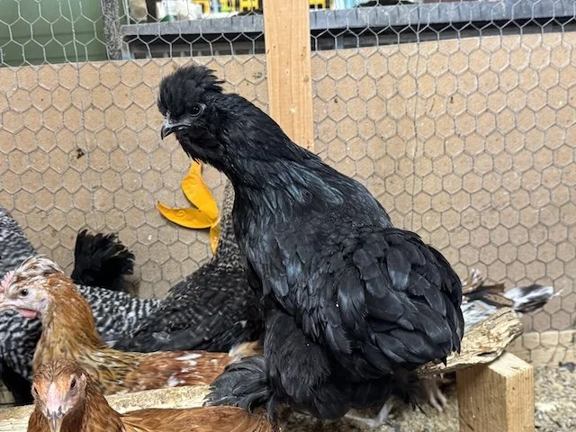 blk_silkie_juvenile.JPG