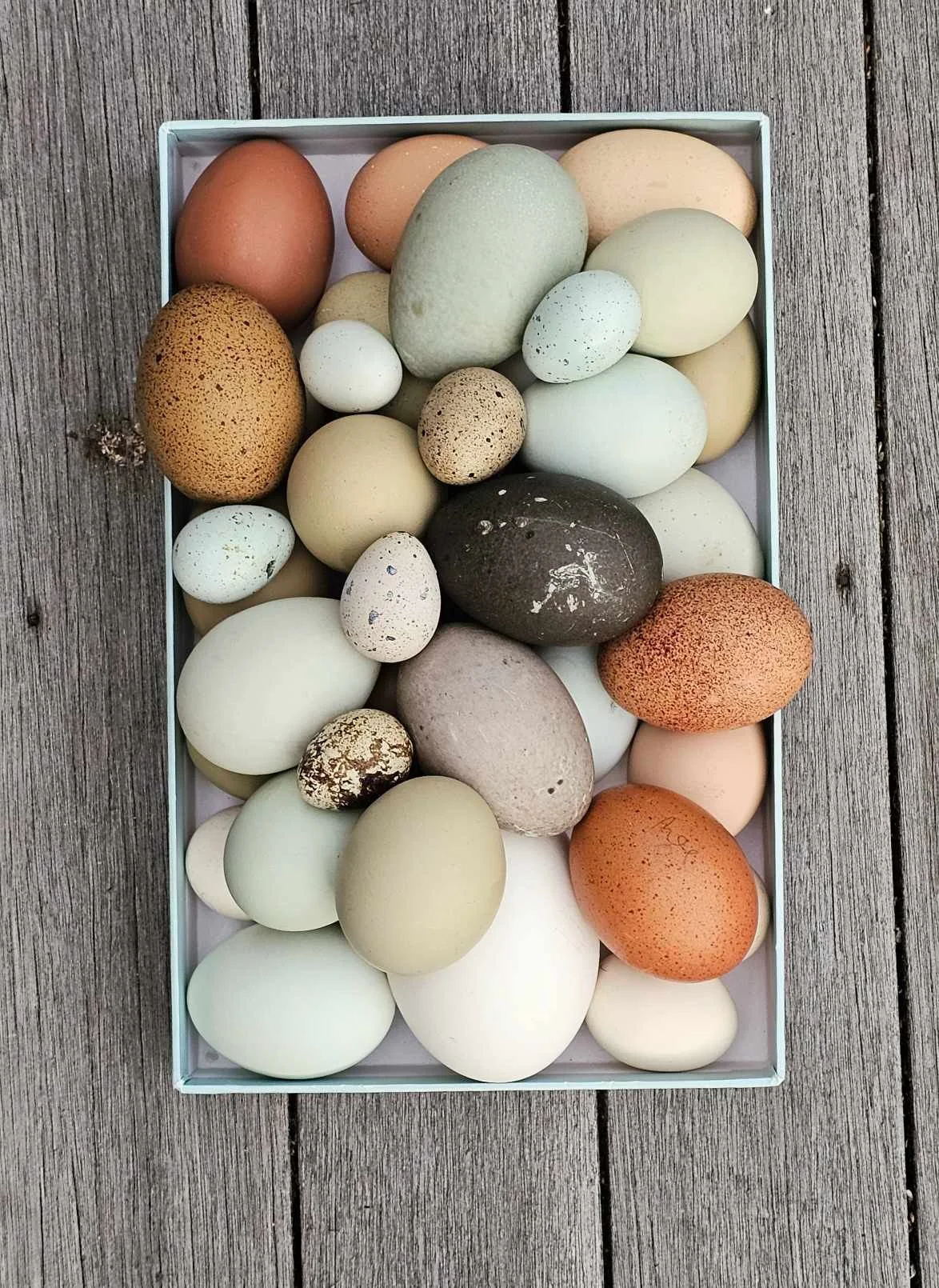 chicken duck quail hatching eggs