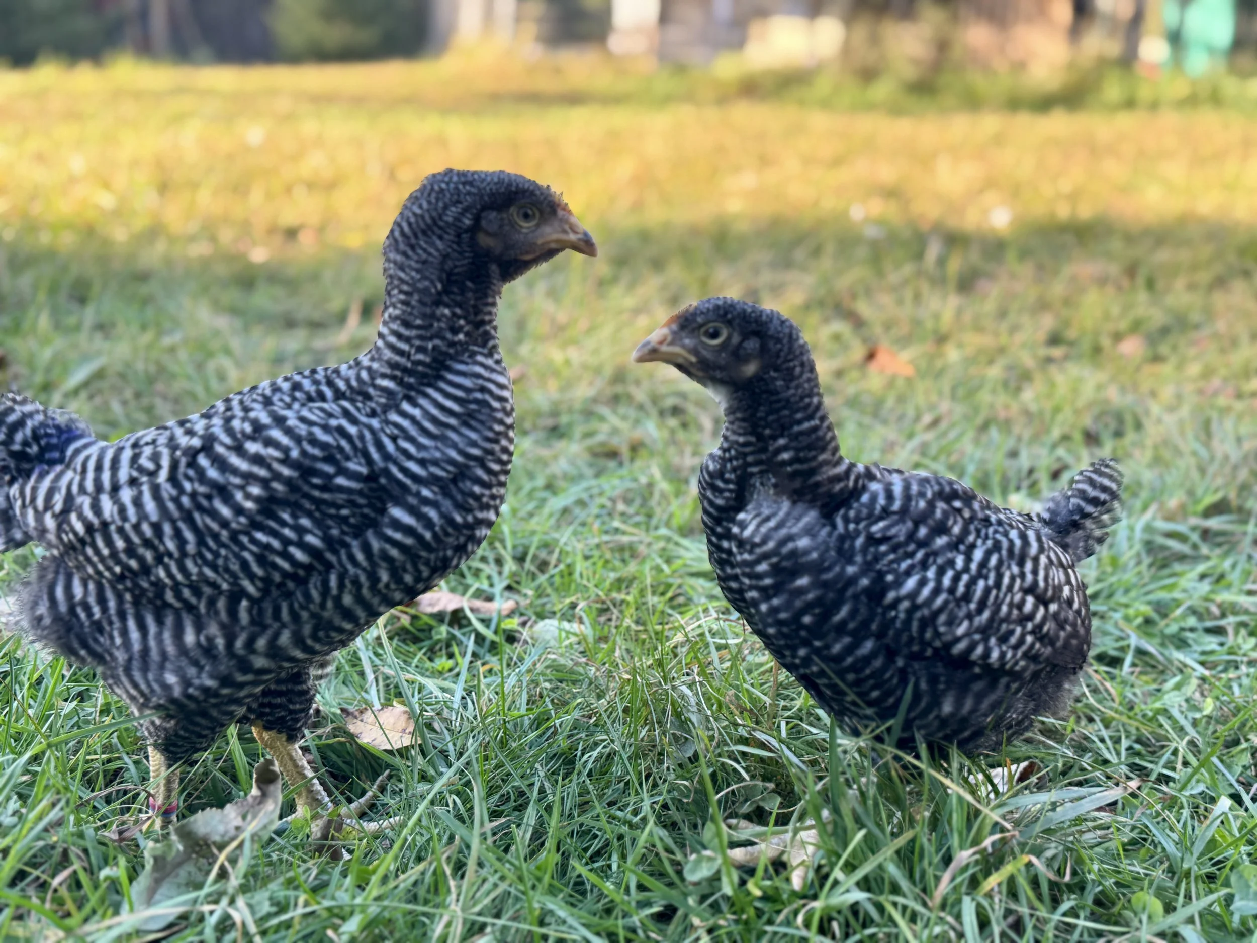 Barred Plymouth Rock Pullets