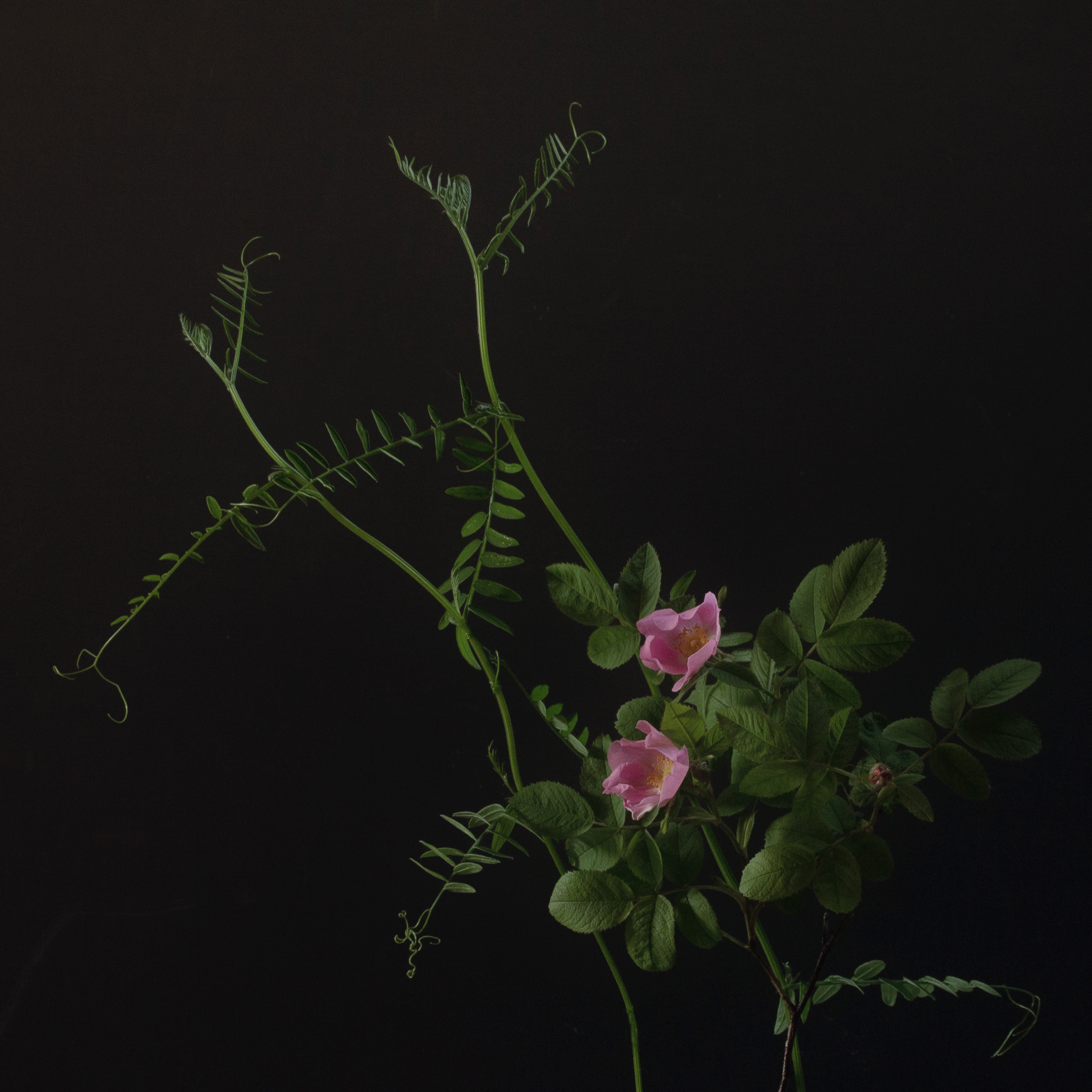 Wild rose