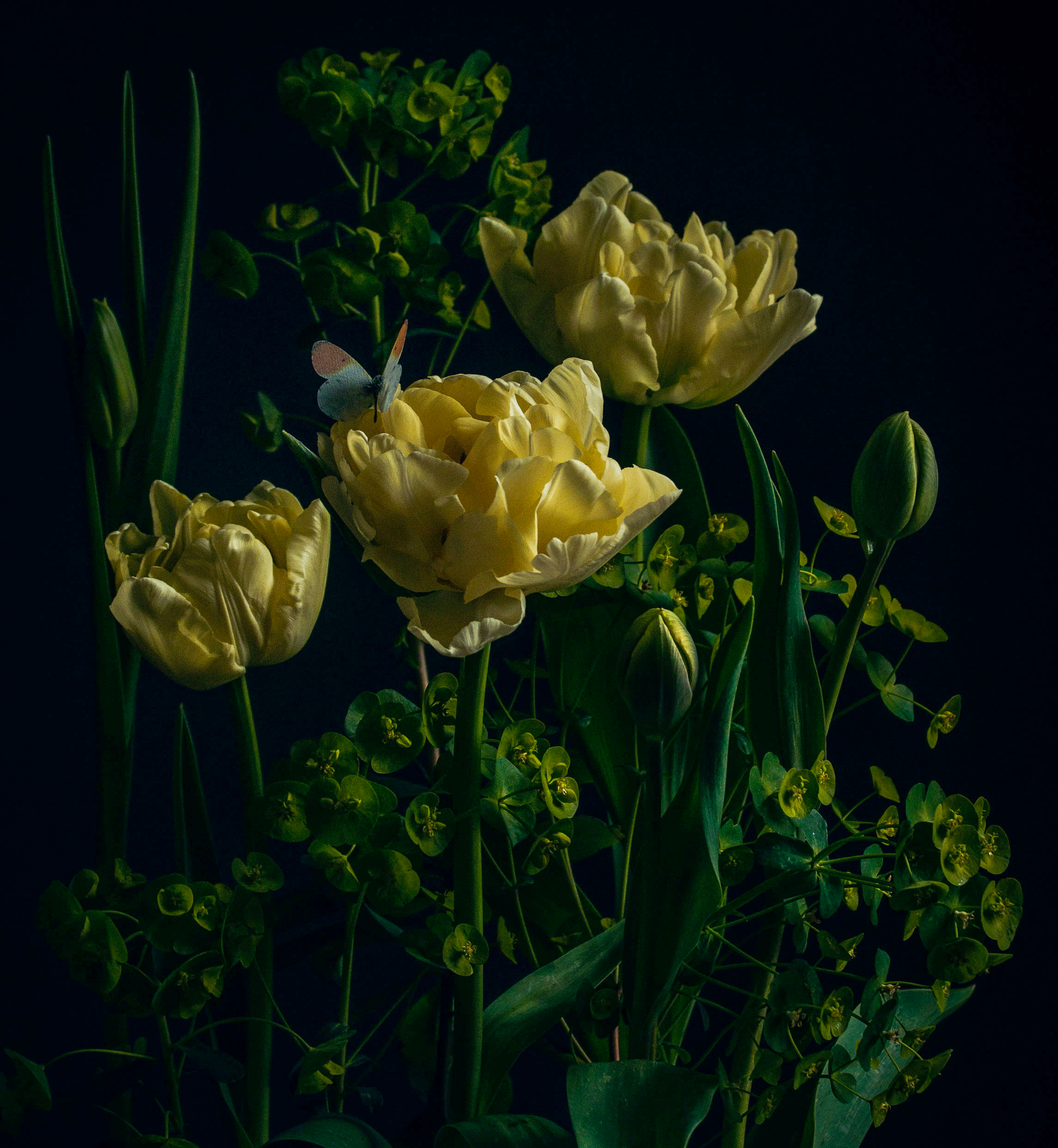 Tulips and euphorbia (limited print edition).
