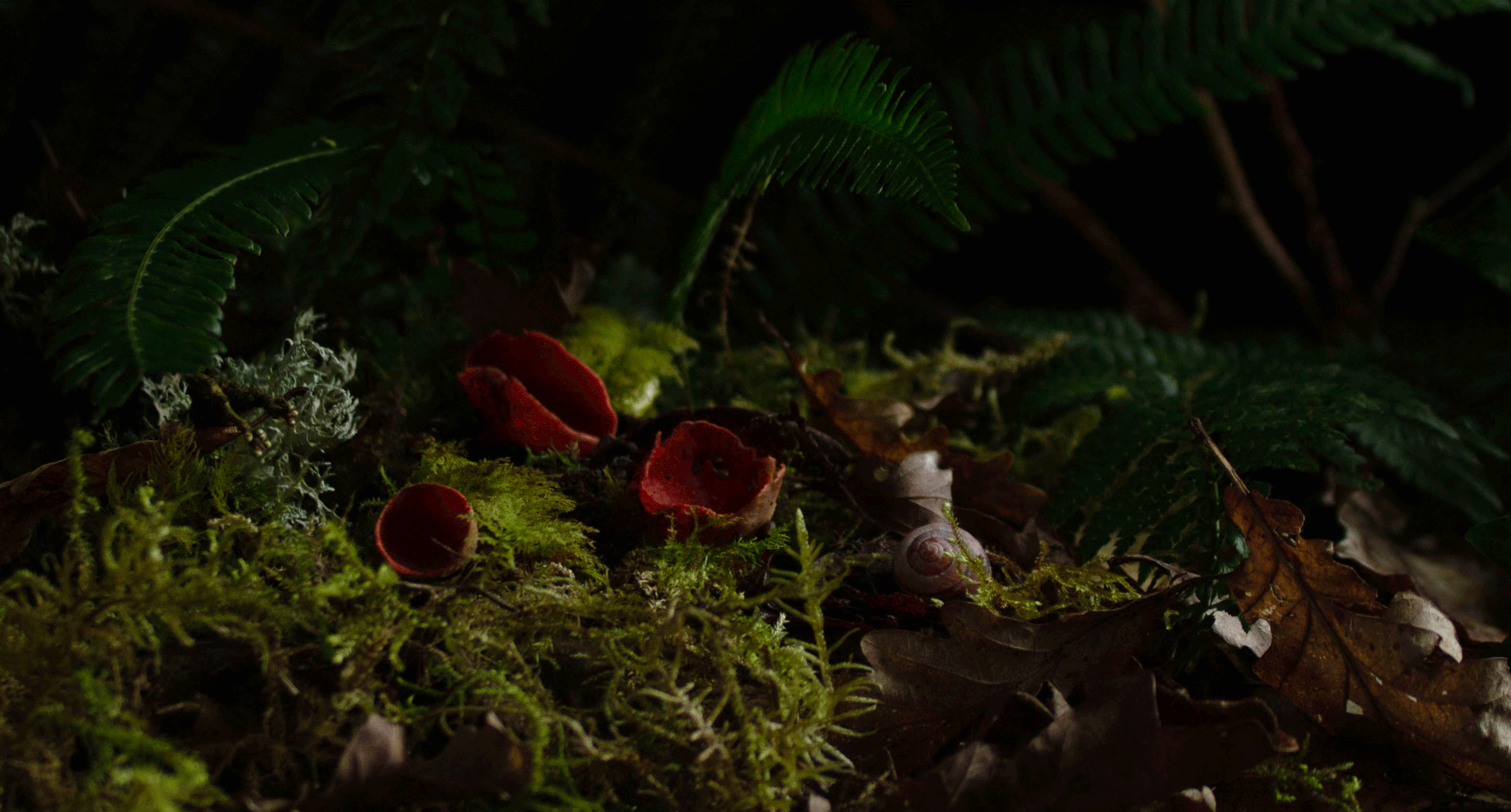Woodland floor with scarlet elf cups (limited print edition).