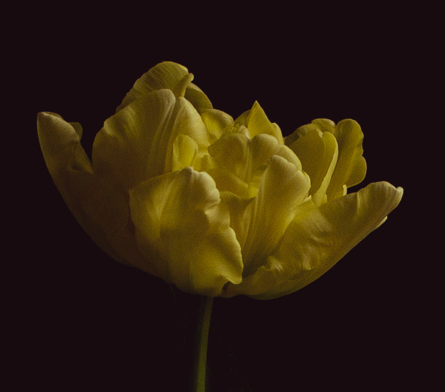 Tulip close up (limited print edition).