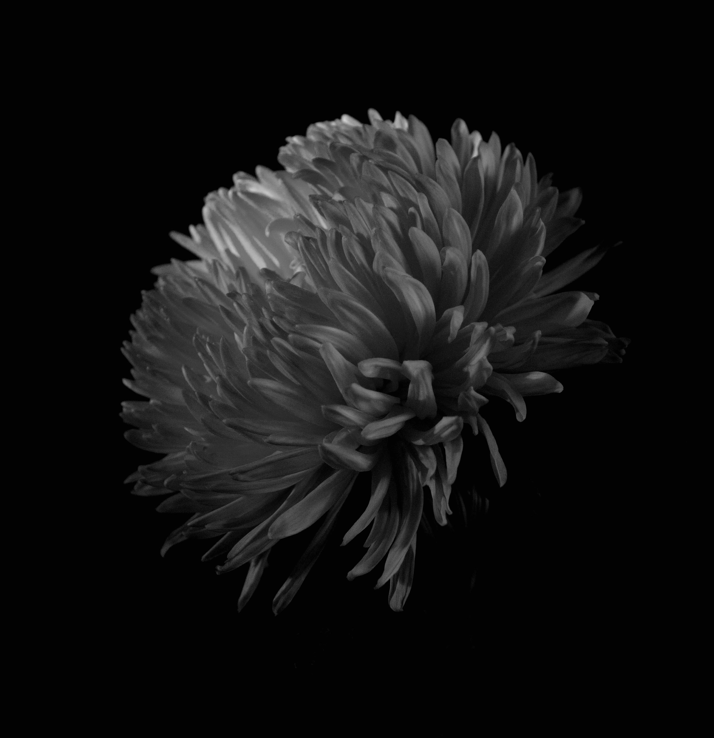Chrysanthemum (limited print edition).