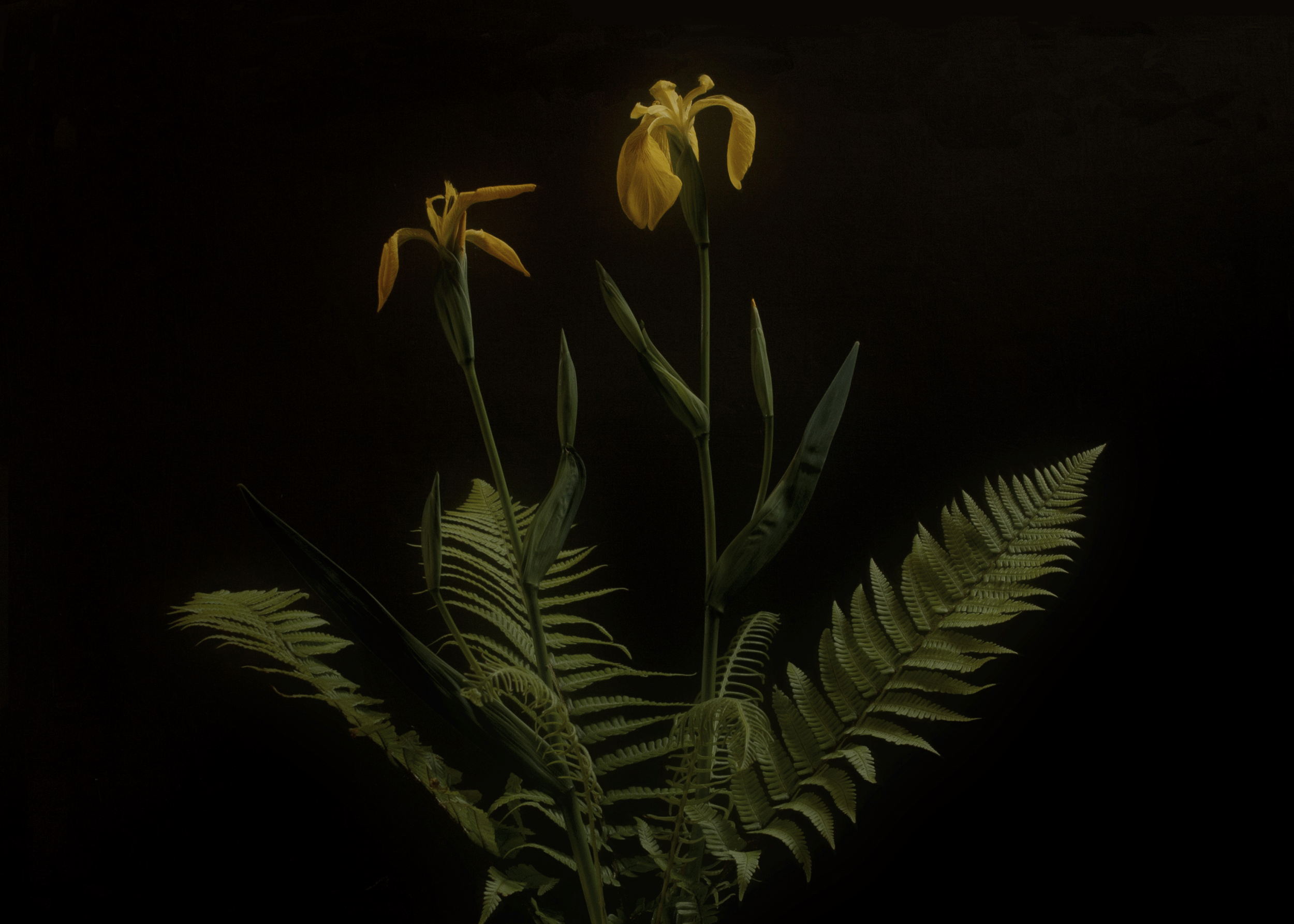 Yellow flag iris