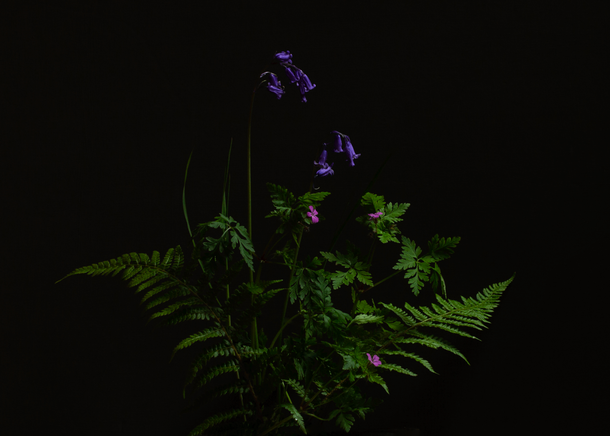 Irish Bluebells