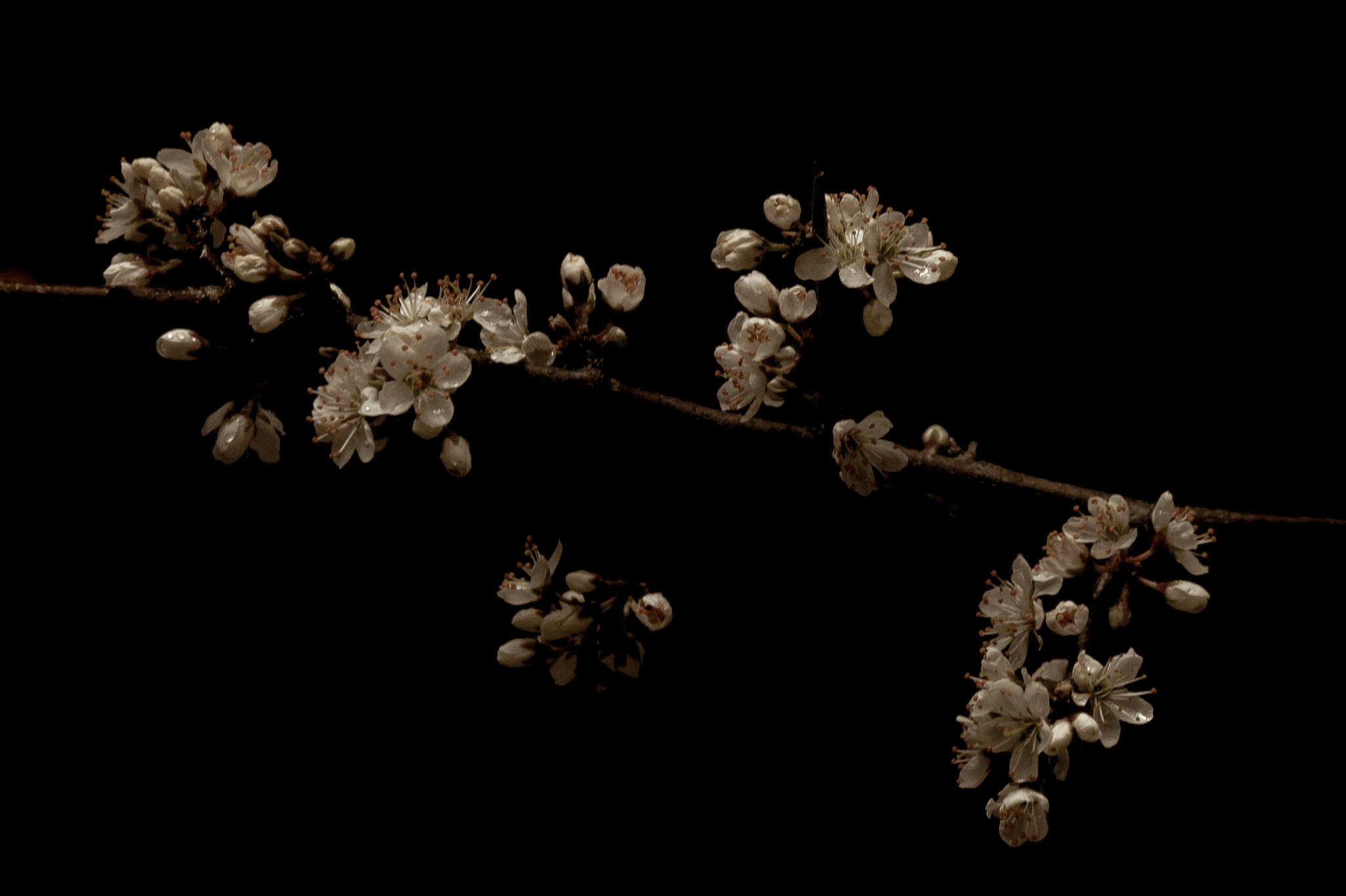 Blackthorn (limited print edition).
