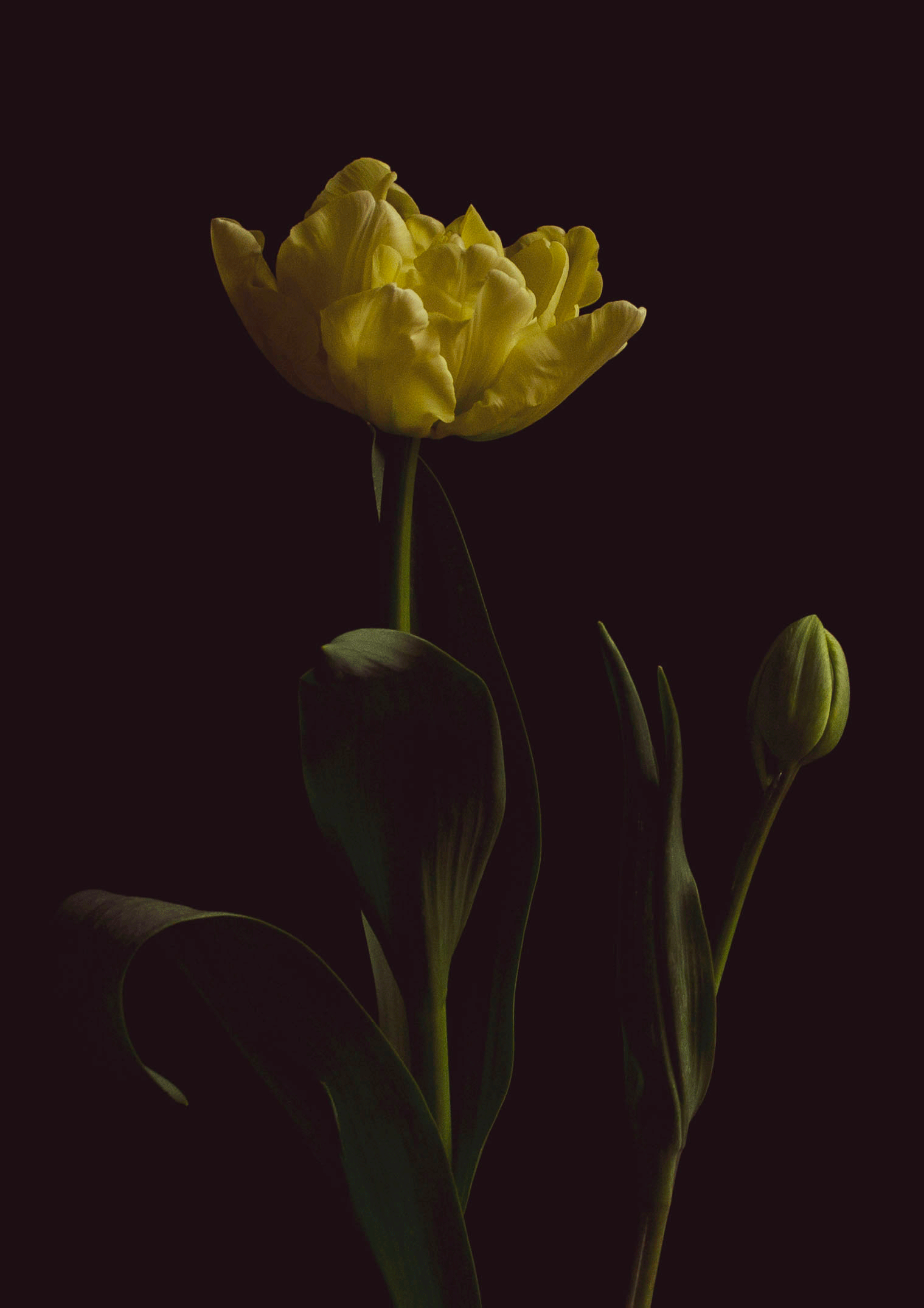 Yellow tulip (limited print edition).