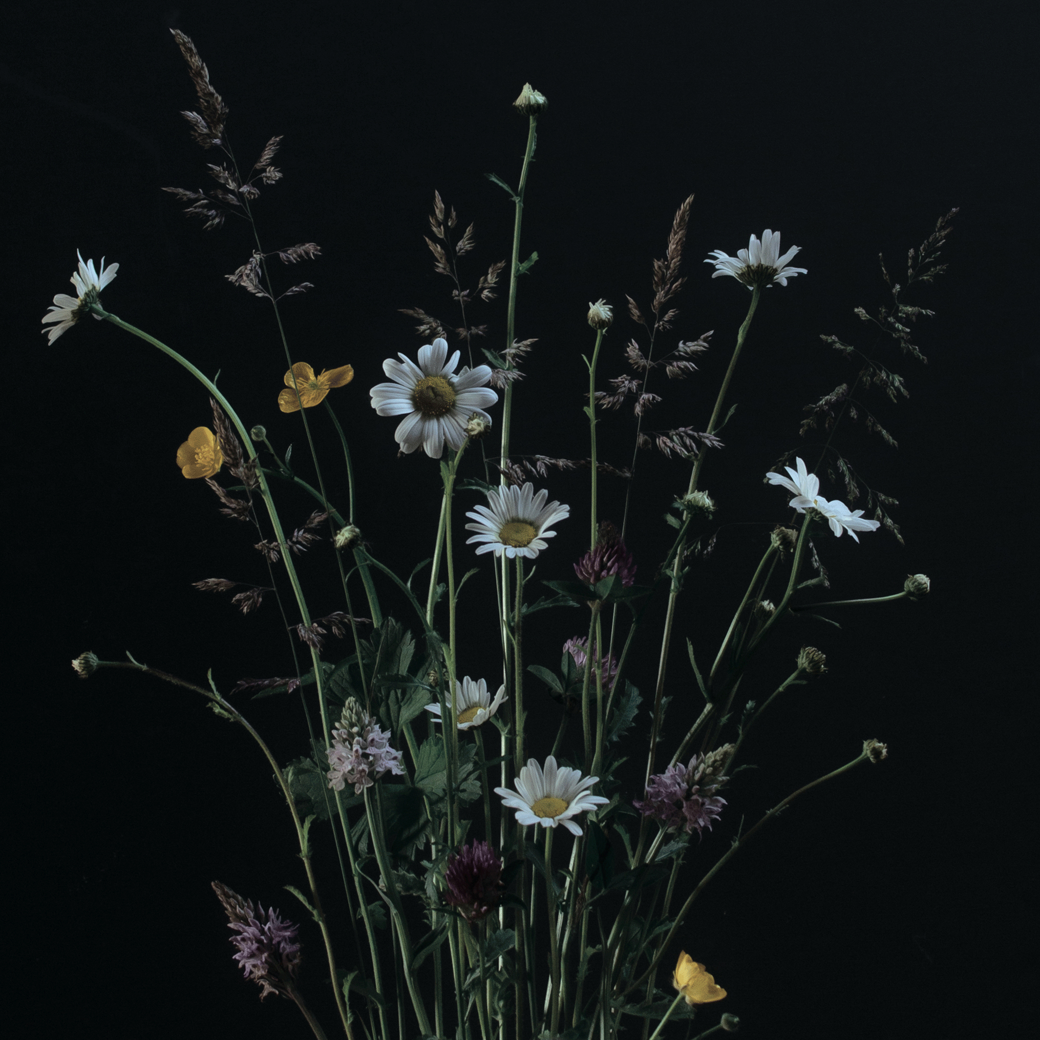 Meadow flowers in June