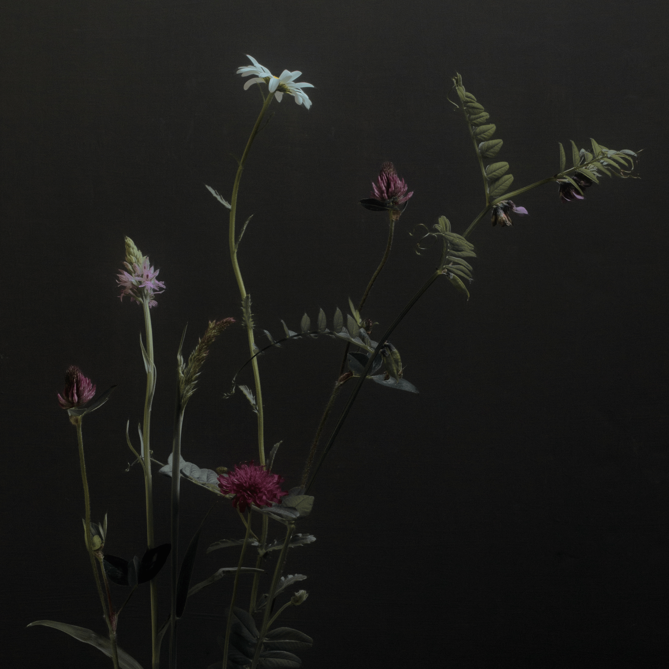 Daisy, clover and orchid