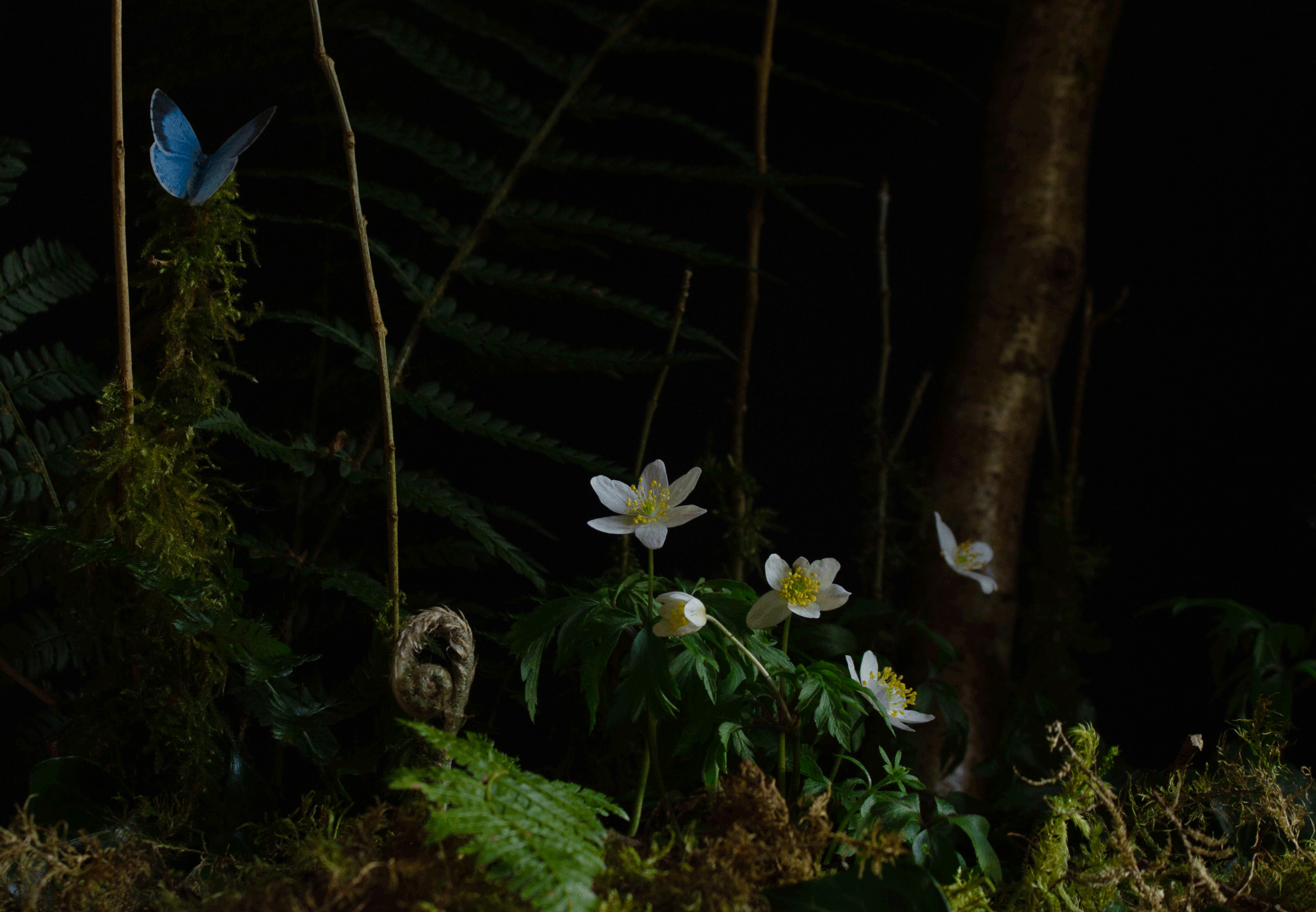 Wood anemones (limited print edition).