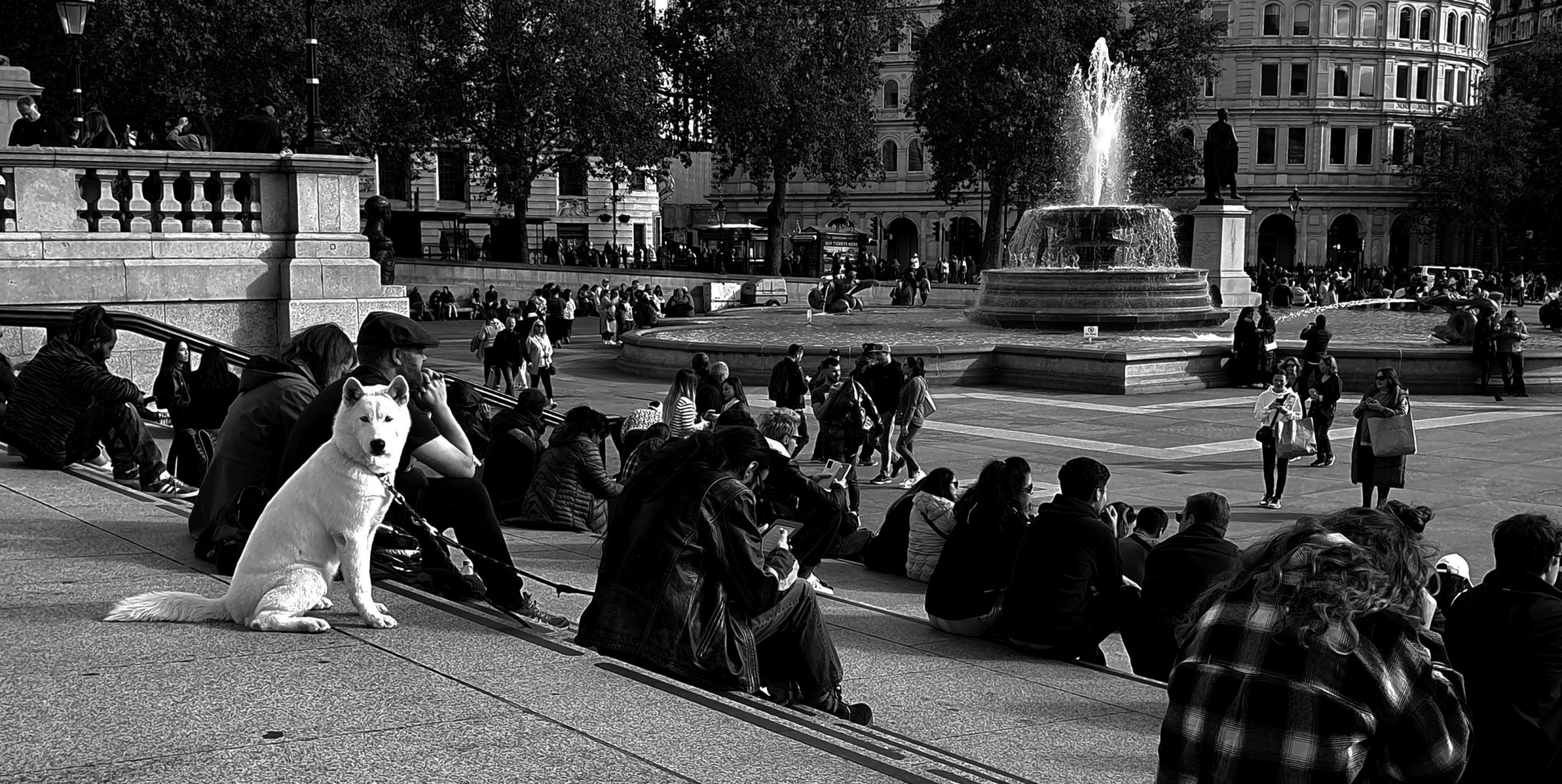 Dog in Trafalgar Square. London, 2023