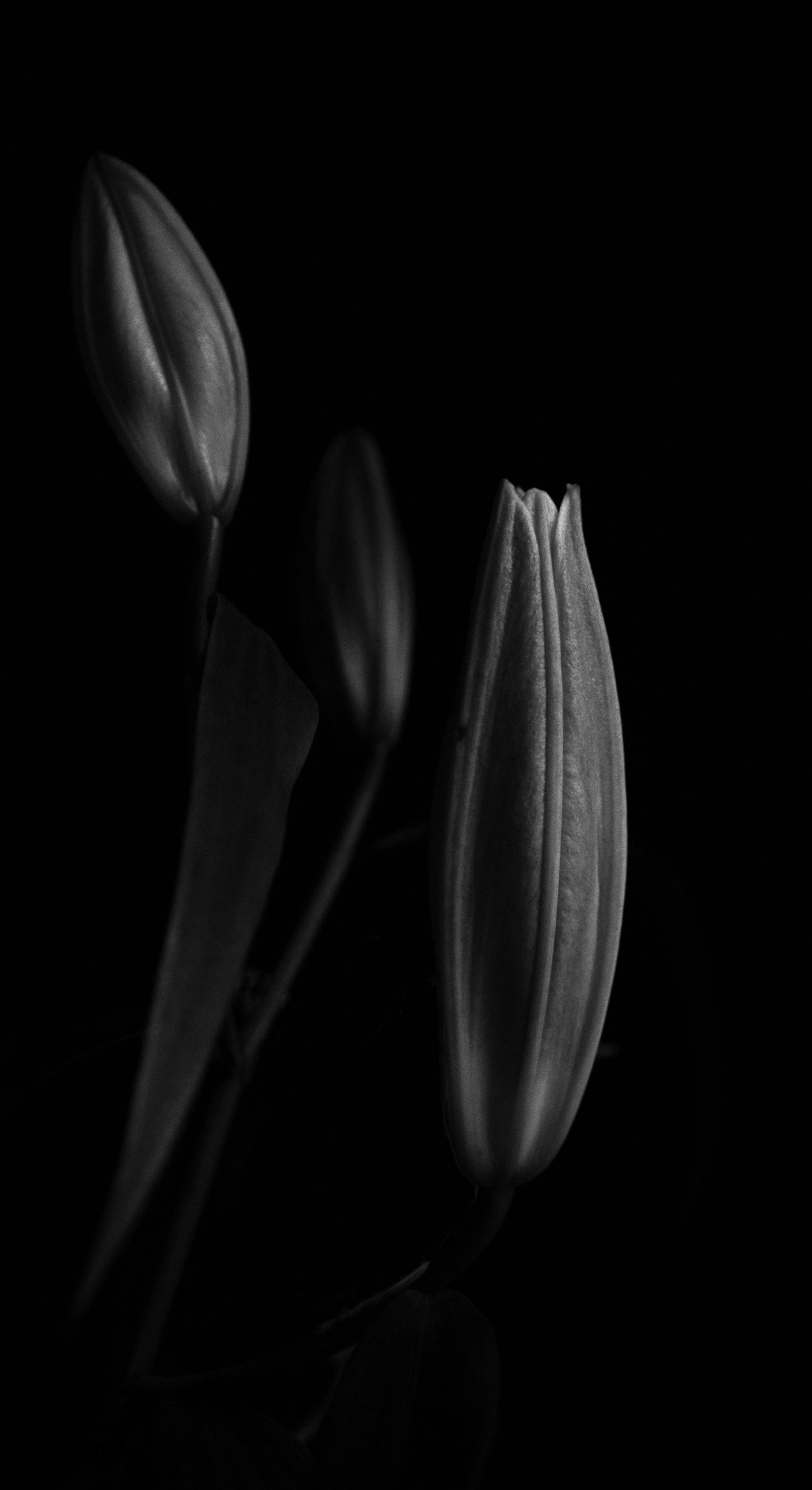 Lily buds (limited print edition).