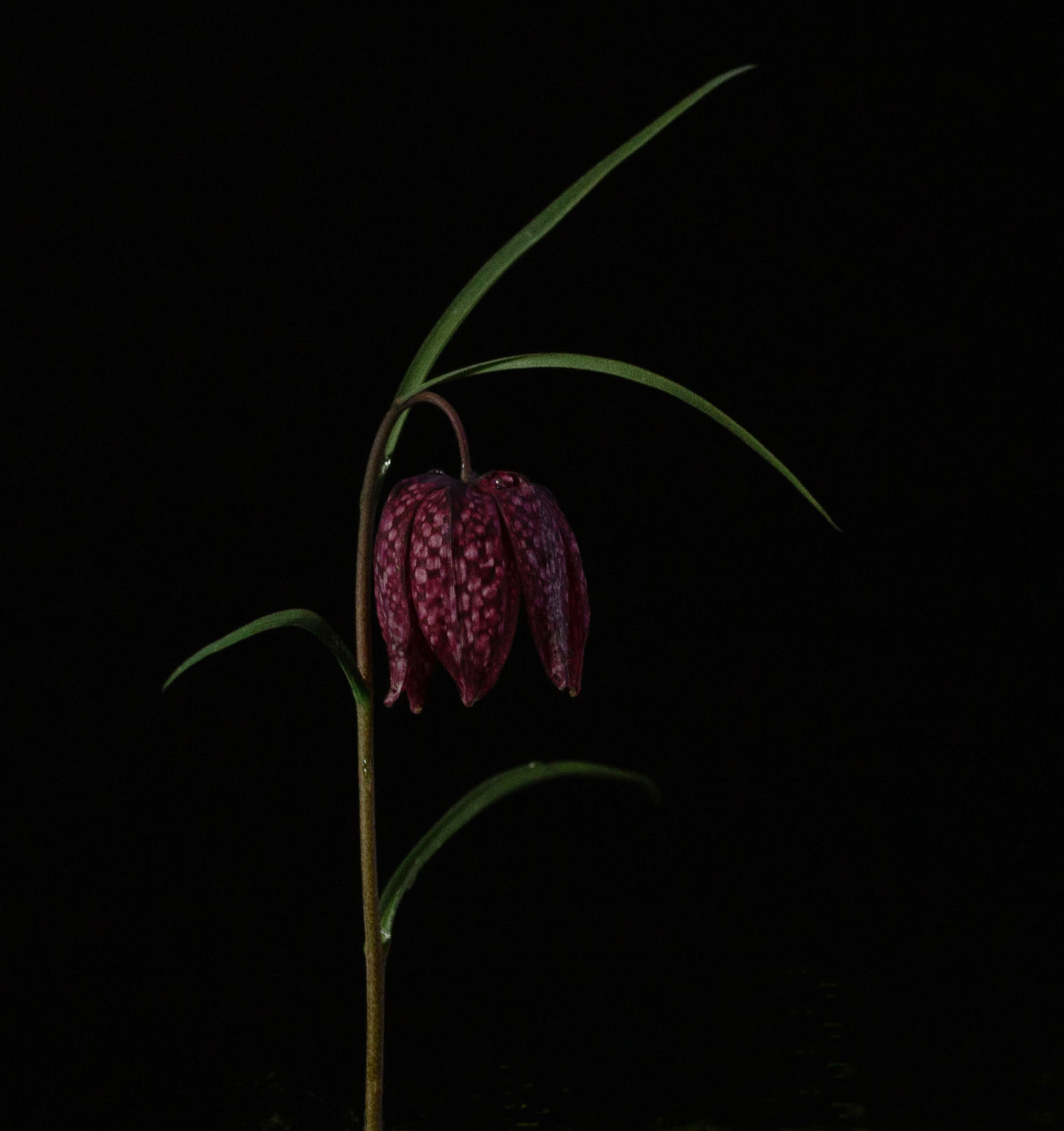 Snakes head fritillary (limited print edition).