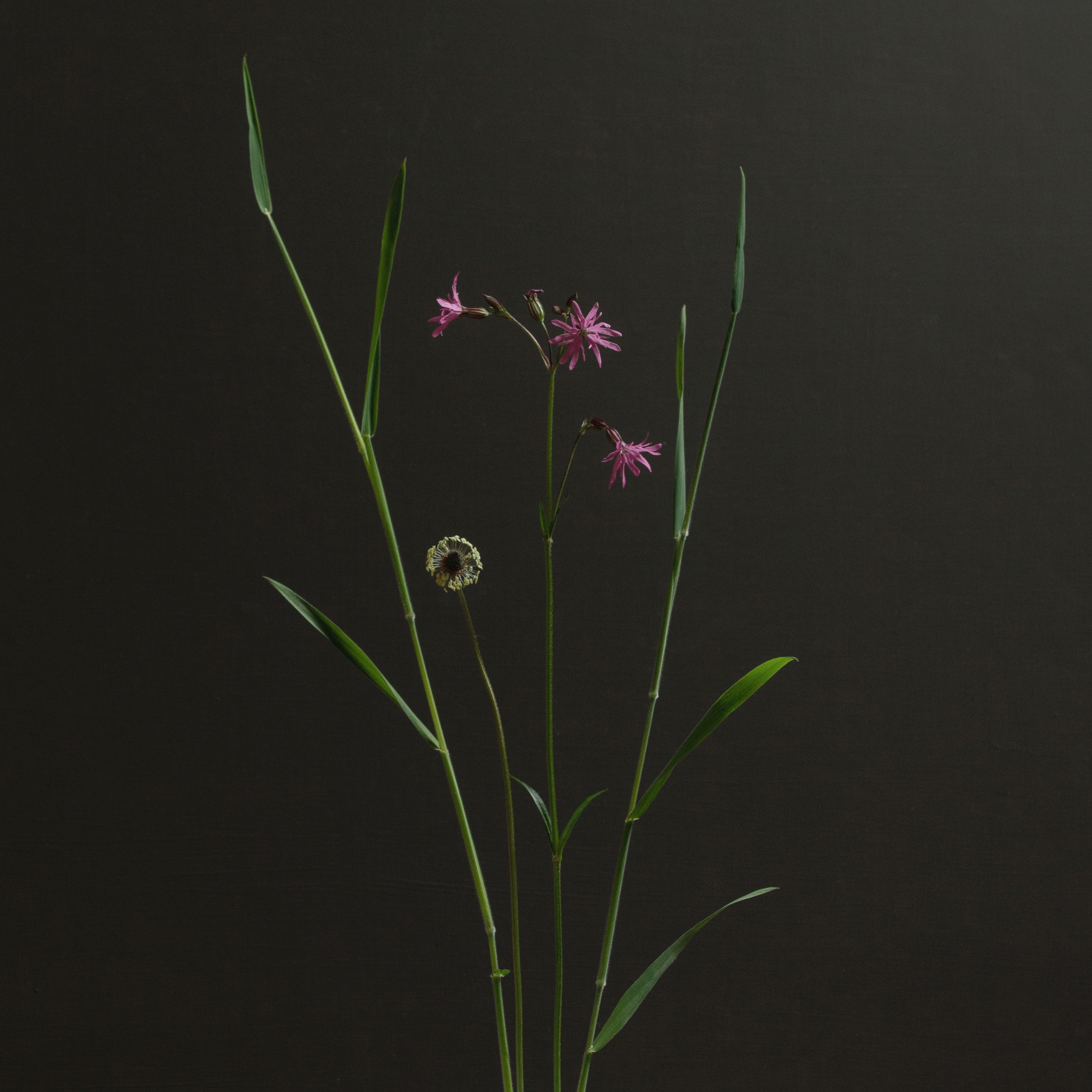 Ragged Robin