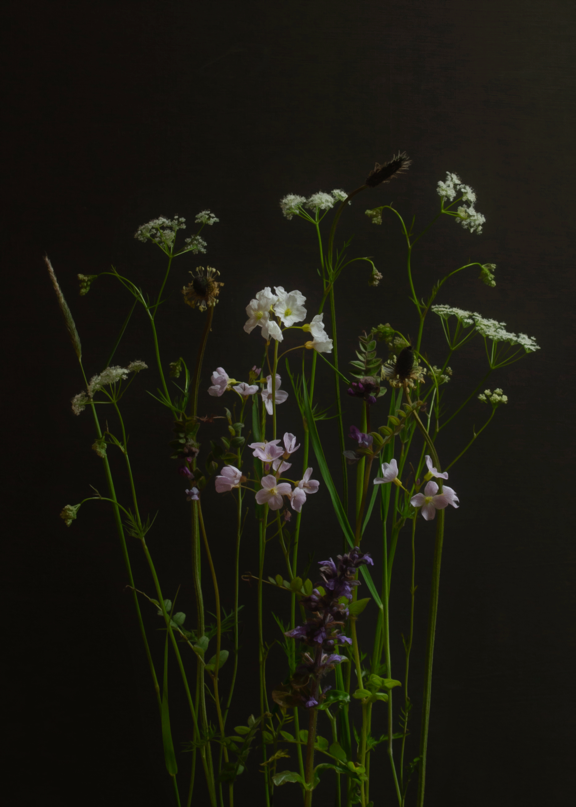 Meadow flowers in May