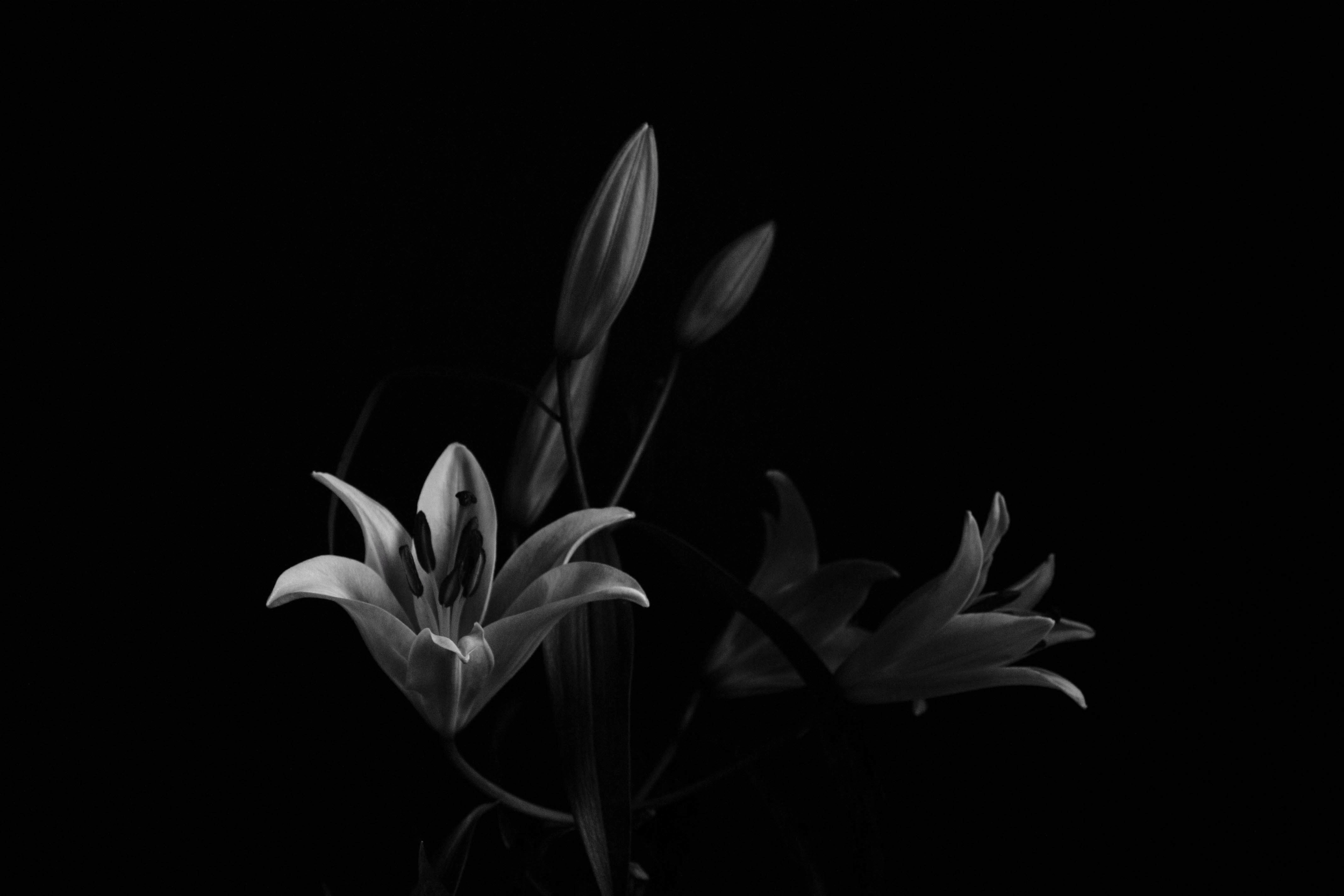 Lilies (limited print edition).
