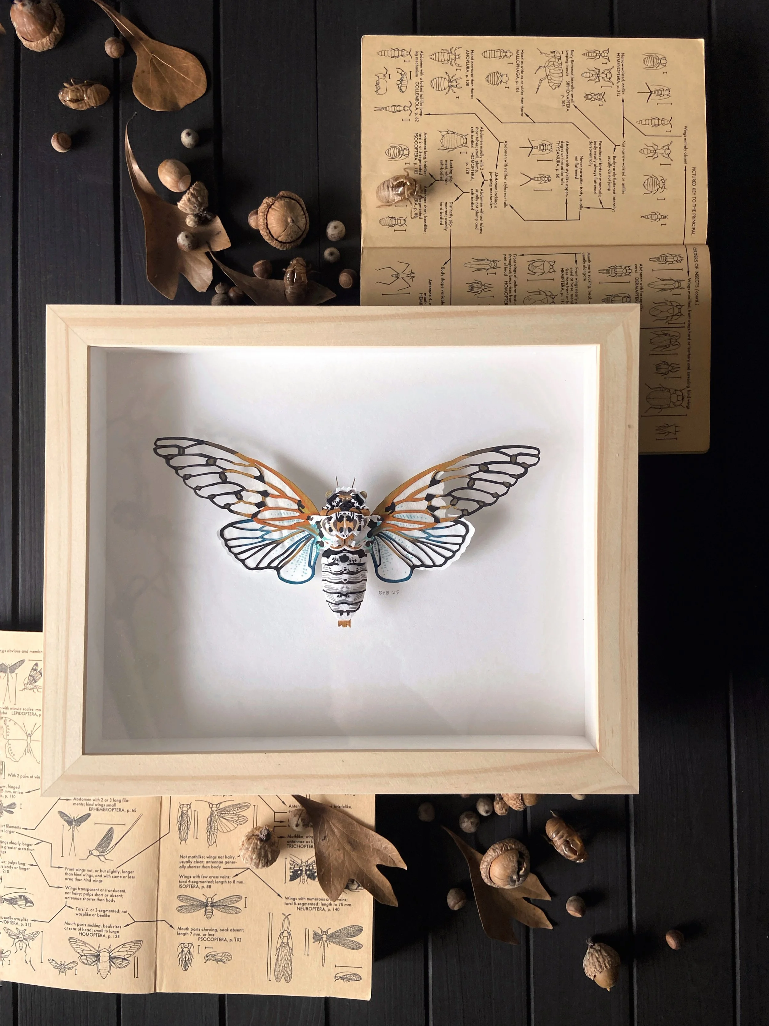 "Ghost Cicada I"