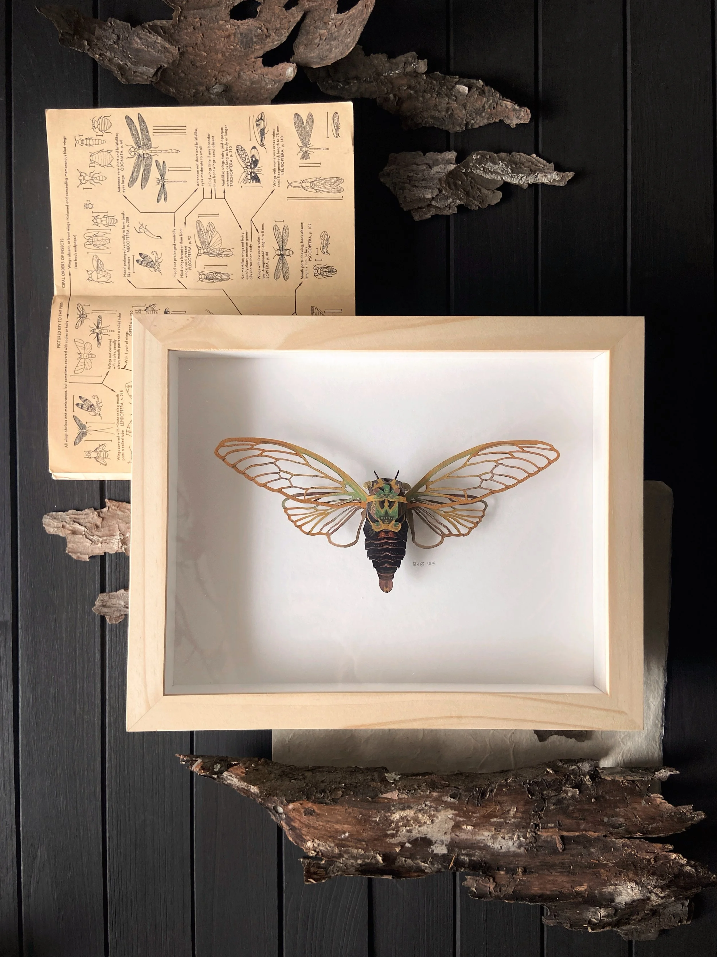 "Annual Cicada I"