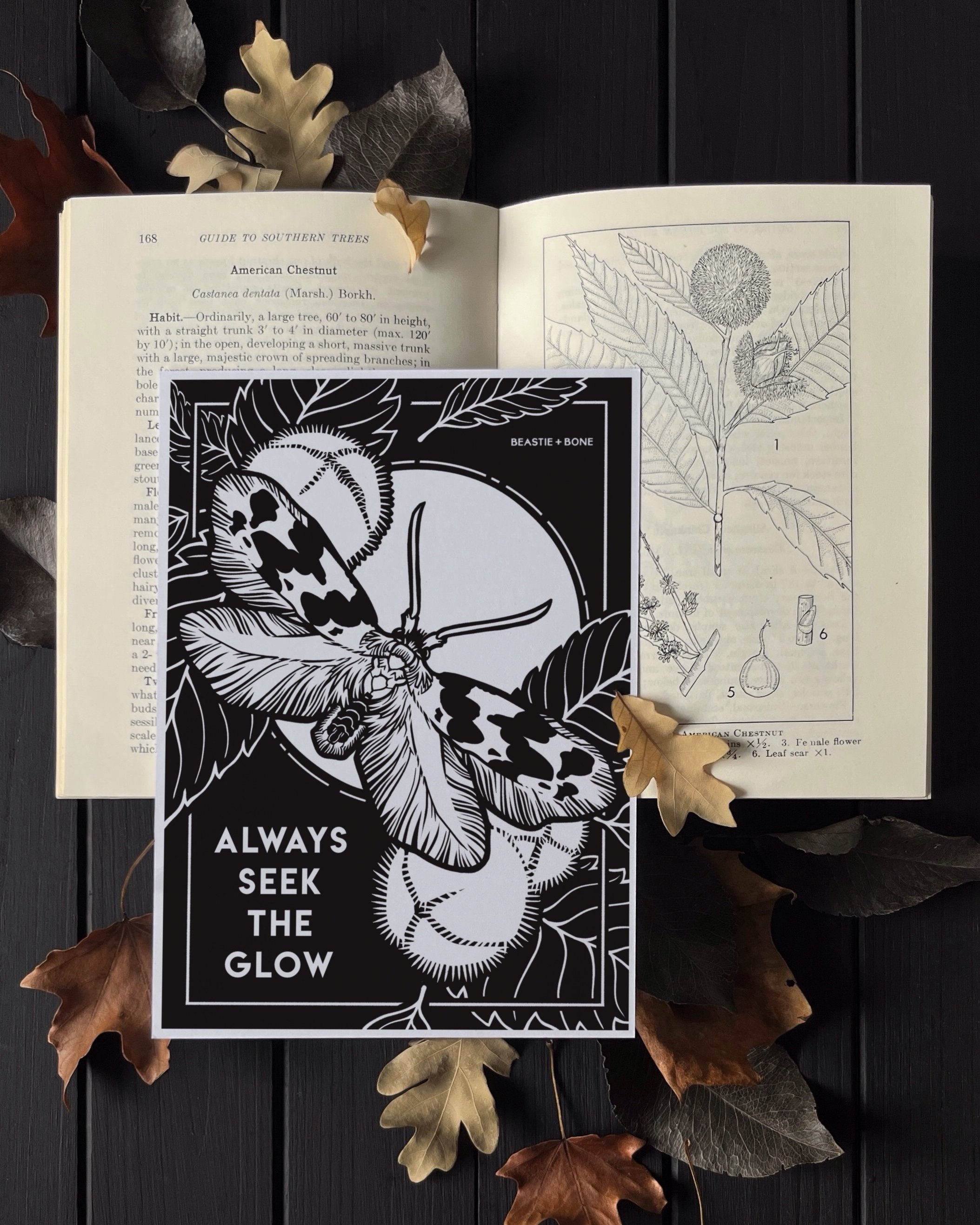Issue 8 - American Chestnut Moth