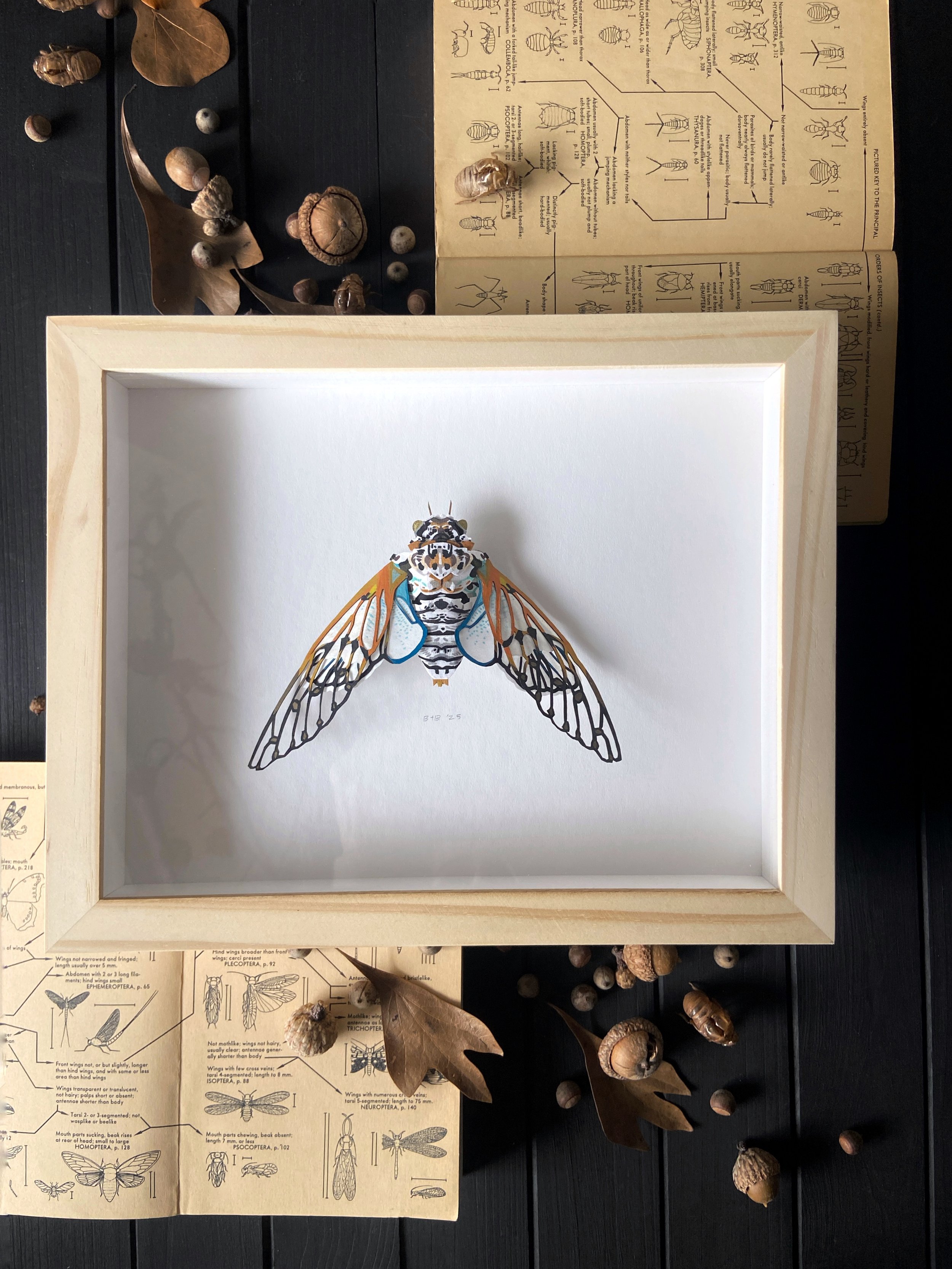 Ghost Cicada II Framed Flatlay.jpg