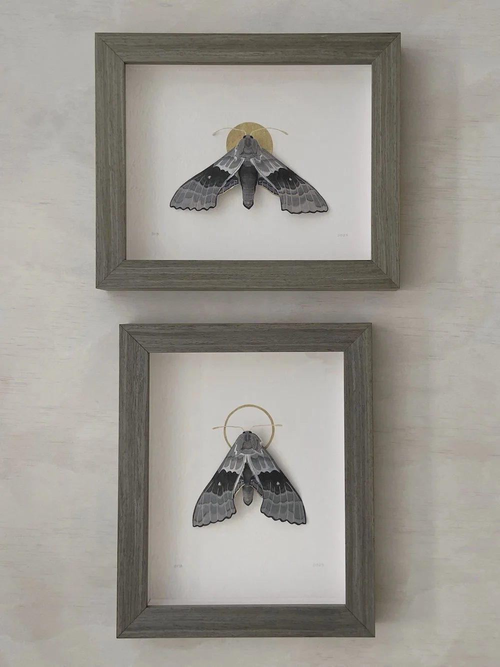 Product Original Modest Sphinx Moths I and II.jpg
