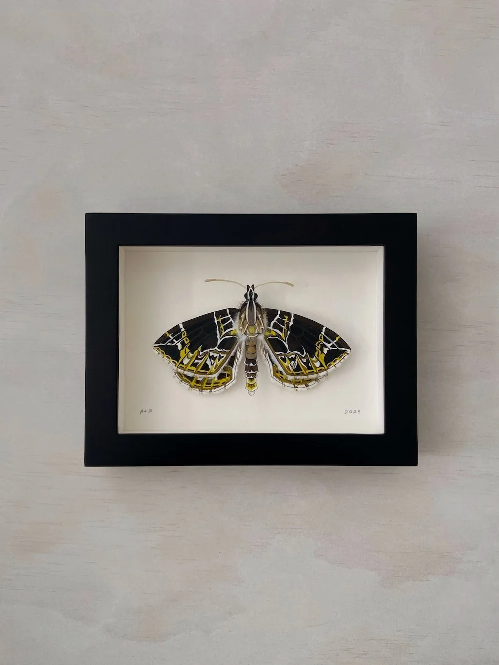 Product Original Dark Banded Geometer Moth II.jpg