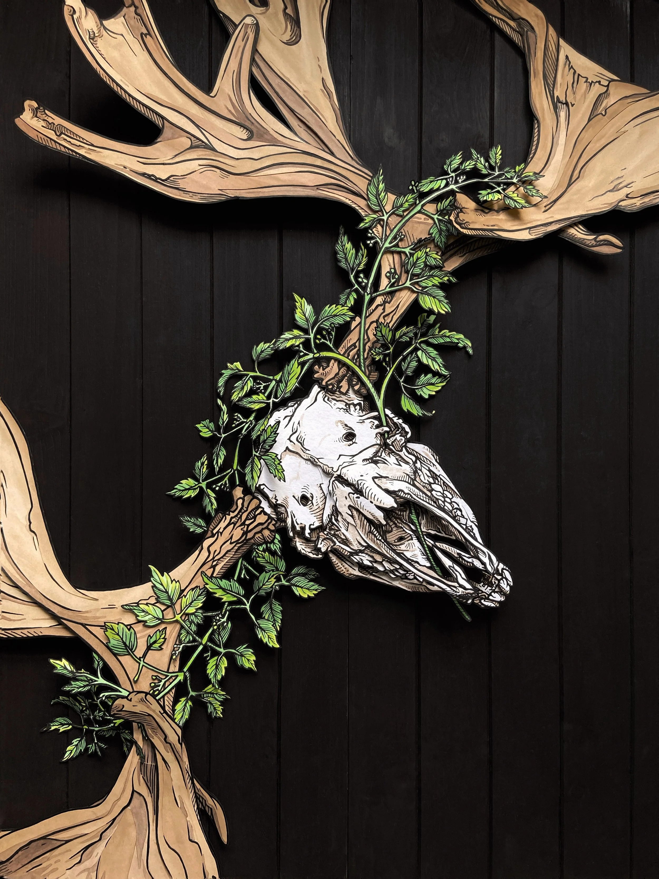 ACS_The Old Growth Dark Background.JPG