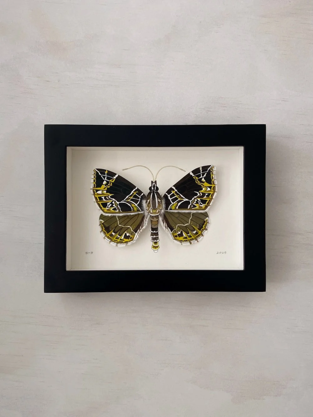 Product Original Dark Banded Geometer Moth I.jpg