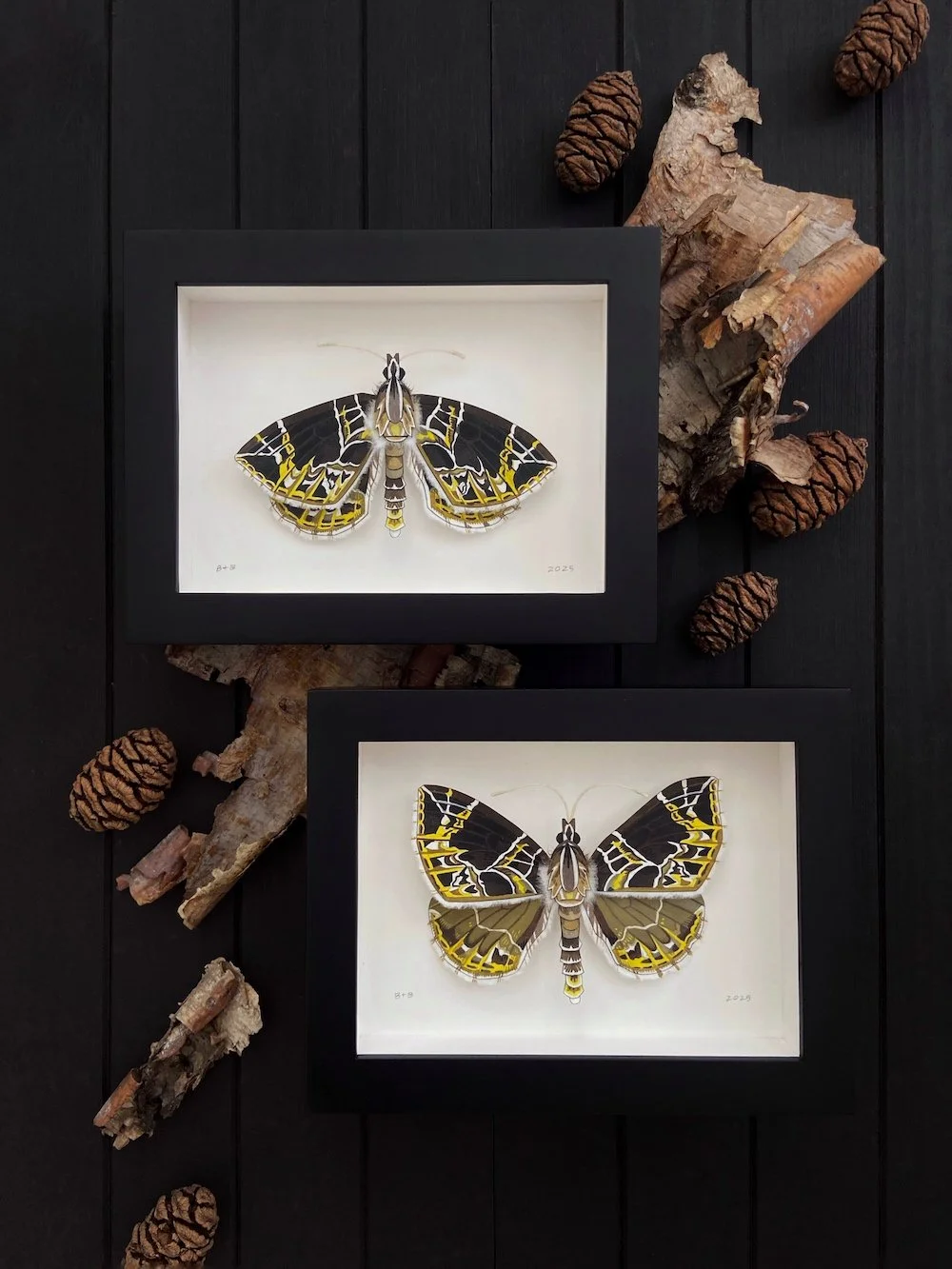 Product Original Dark Banded Geometer Moths I and II Flatlay.jpg