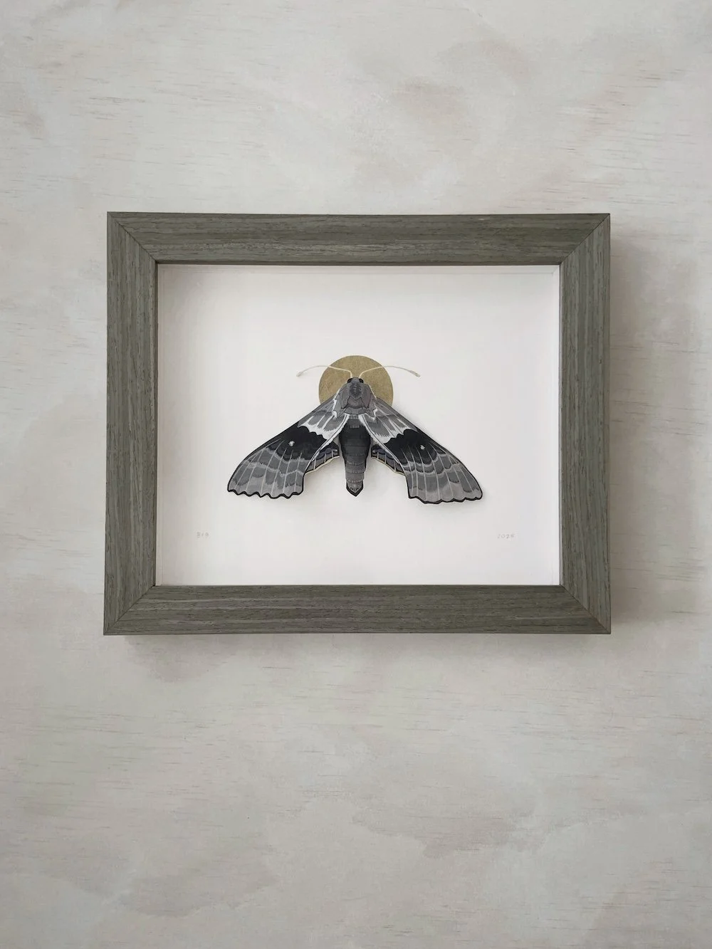 Product Original Modest Sphinx Moth I.jpg