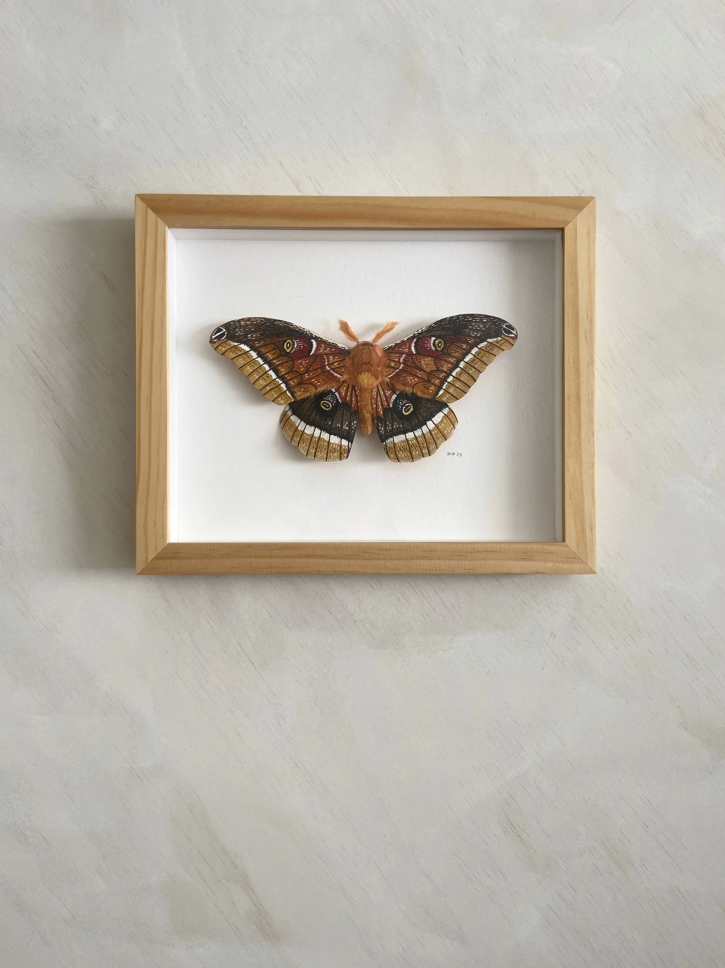 Polyphemus Moth I Framed Light Background.jpg
