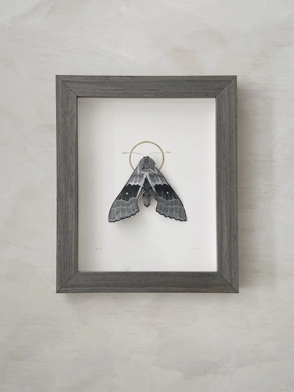 Product Original Modest Sphinx Moth II.jpg