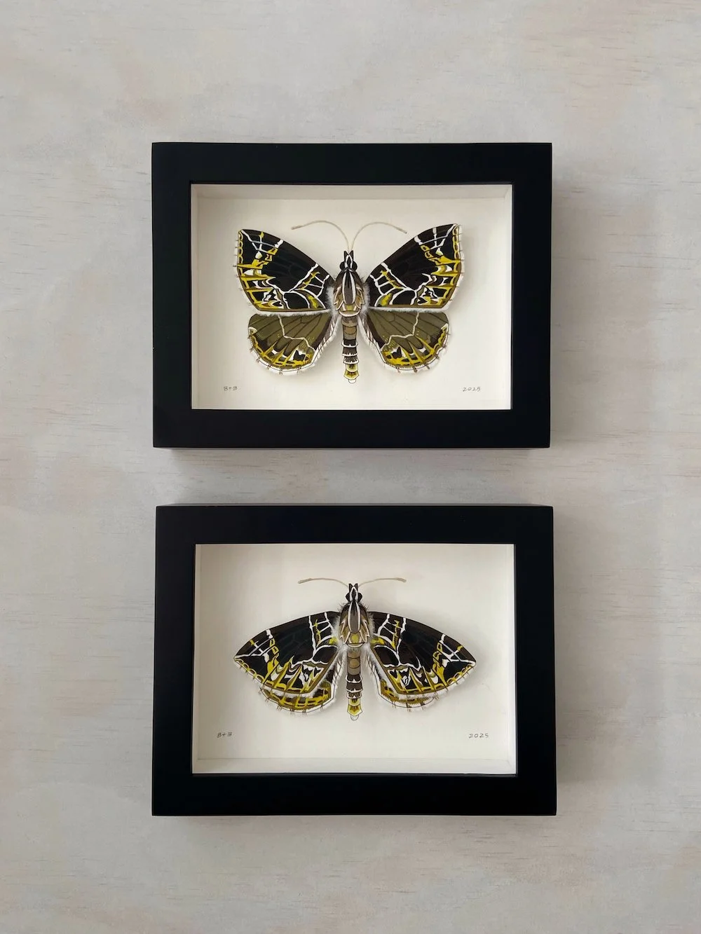 Product Original Dark Banded Geometer Moths I and II.jpg