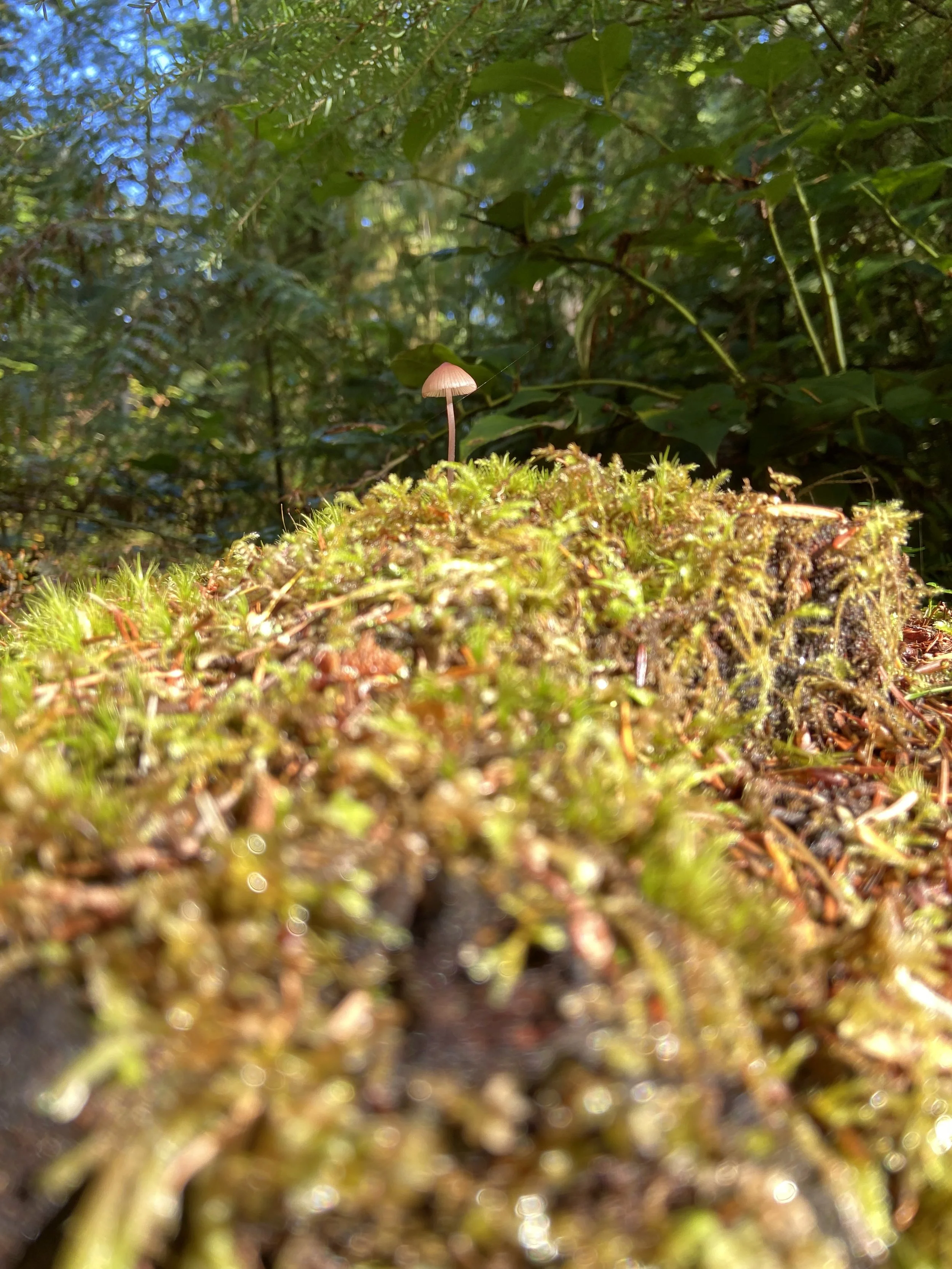 April 2025 - Earth Day: Rooted in Love