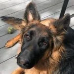 Maggie2.jpg