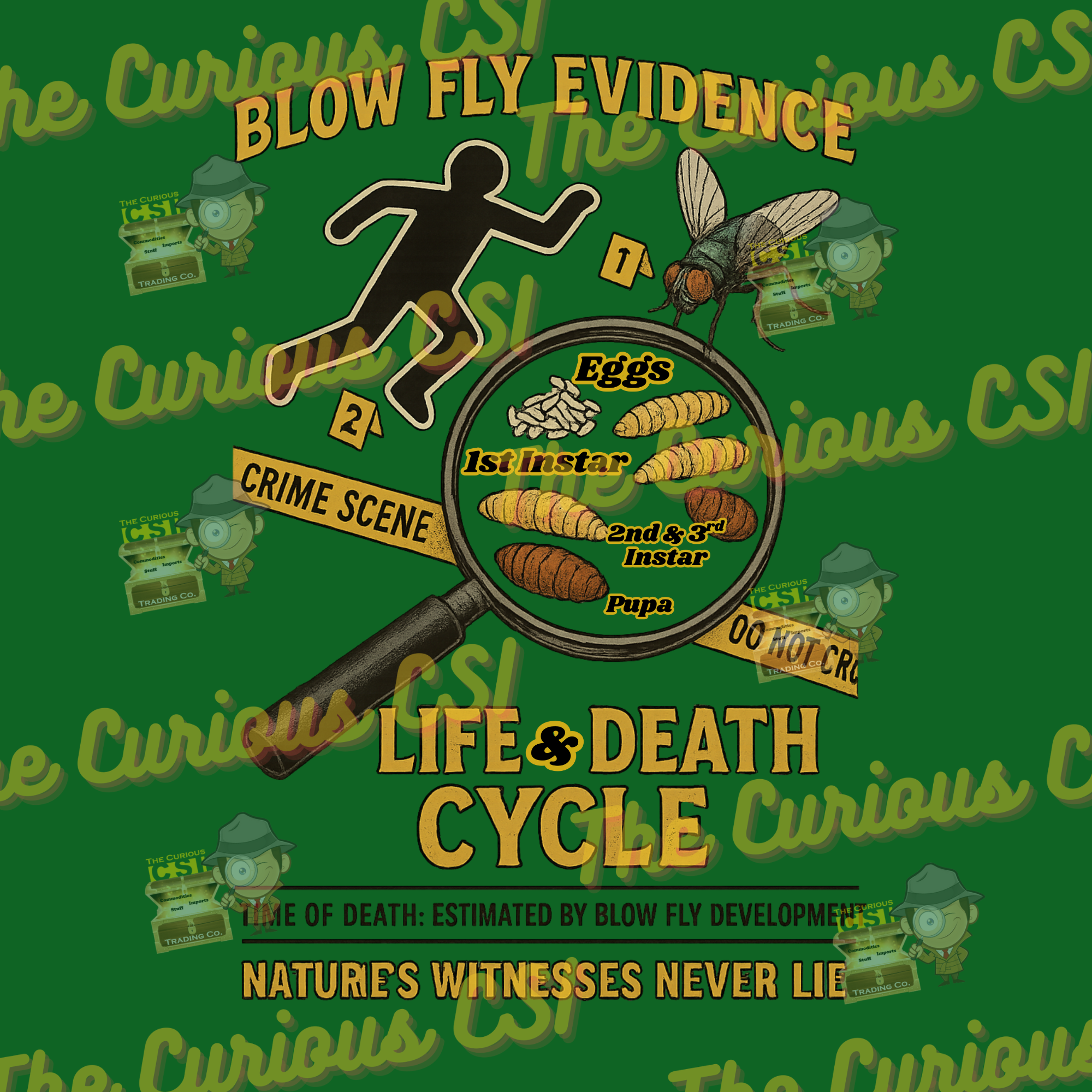 Life Cycle of a Blowfly.png