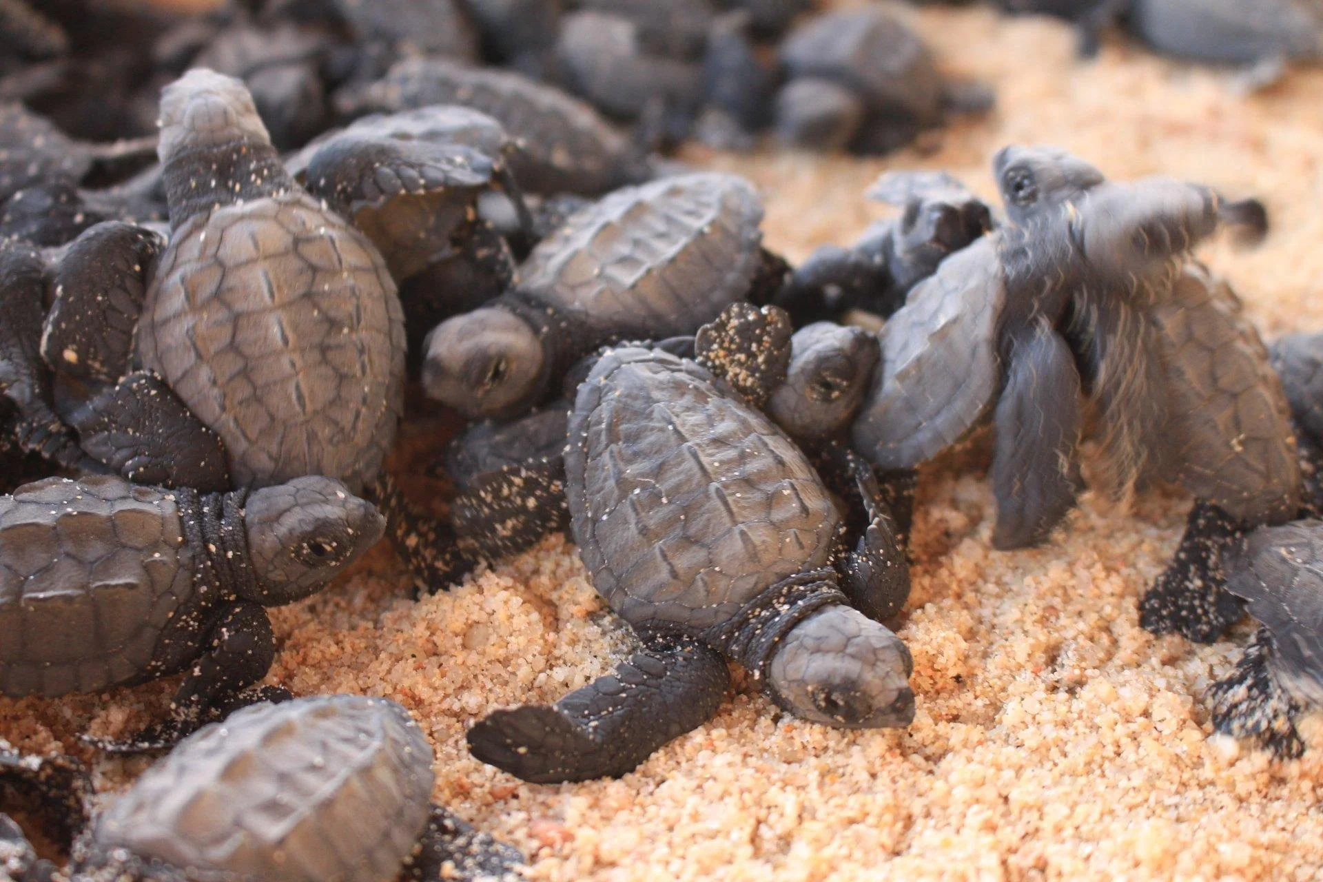 43-sea-turtle-hatchlings-conservation.jpg