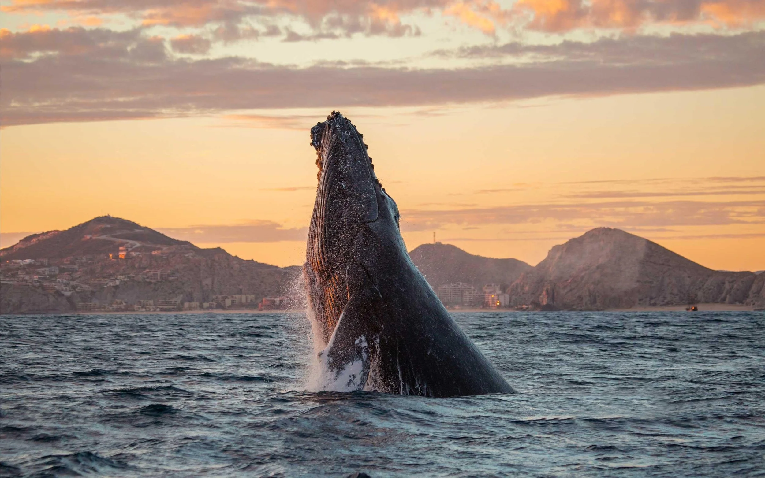 47-whale-breaching-near-land-s-end.jpg