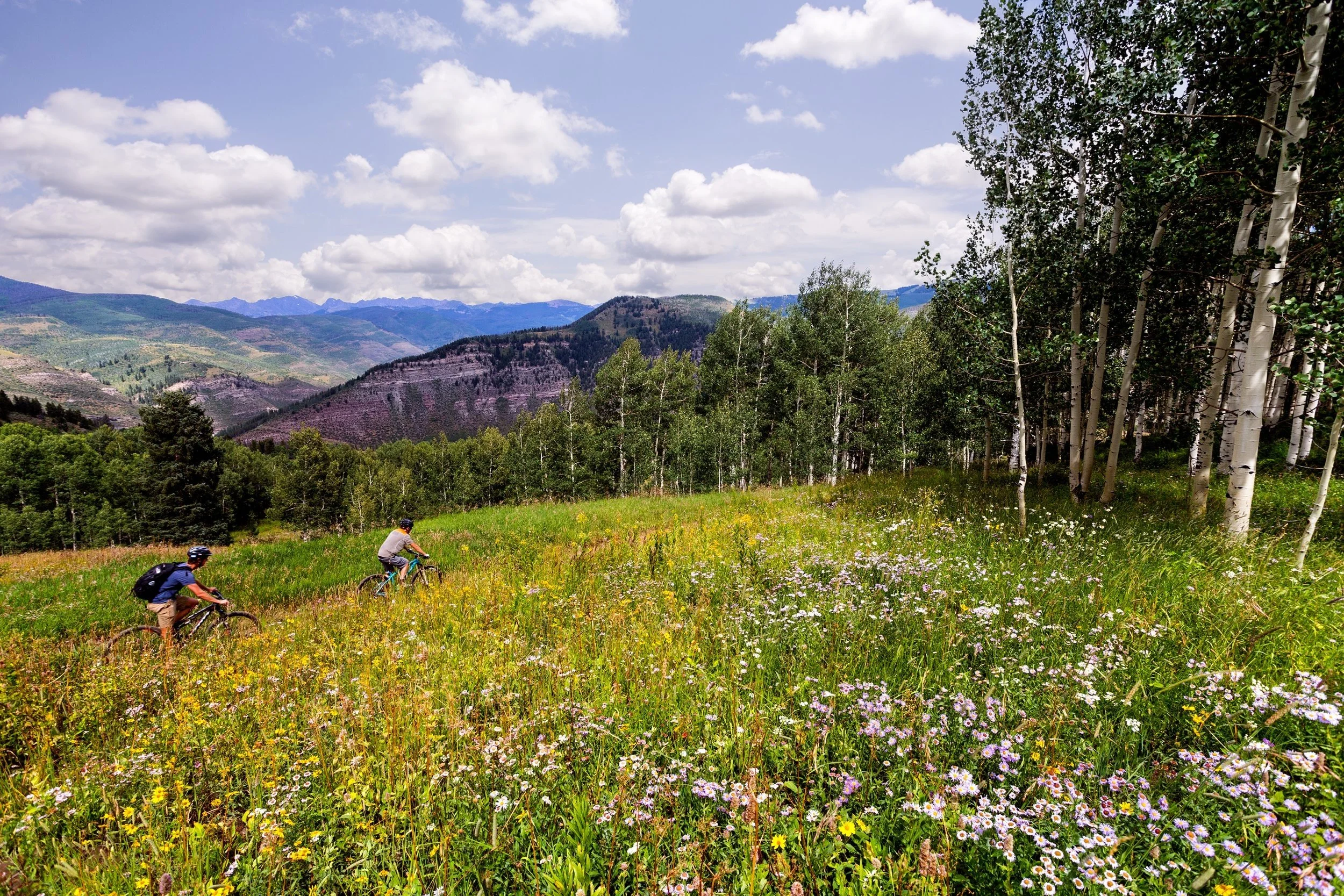 46-summer-wildflowers-and-mountain-biking.jpg