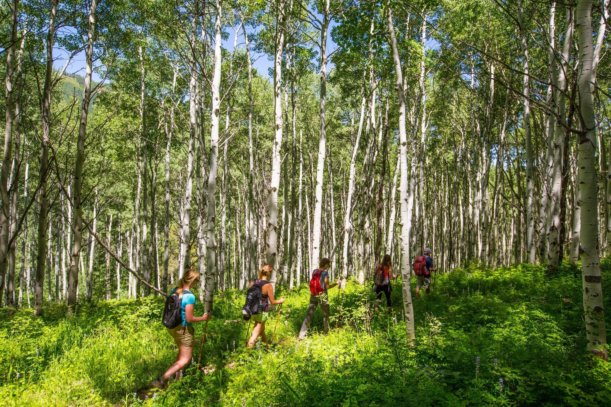 47-guided-hike-through-aspen-woodland.jpg