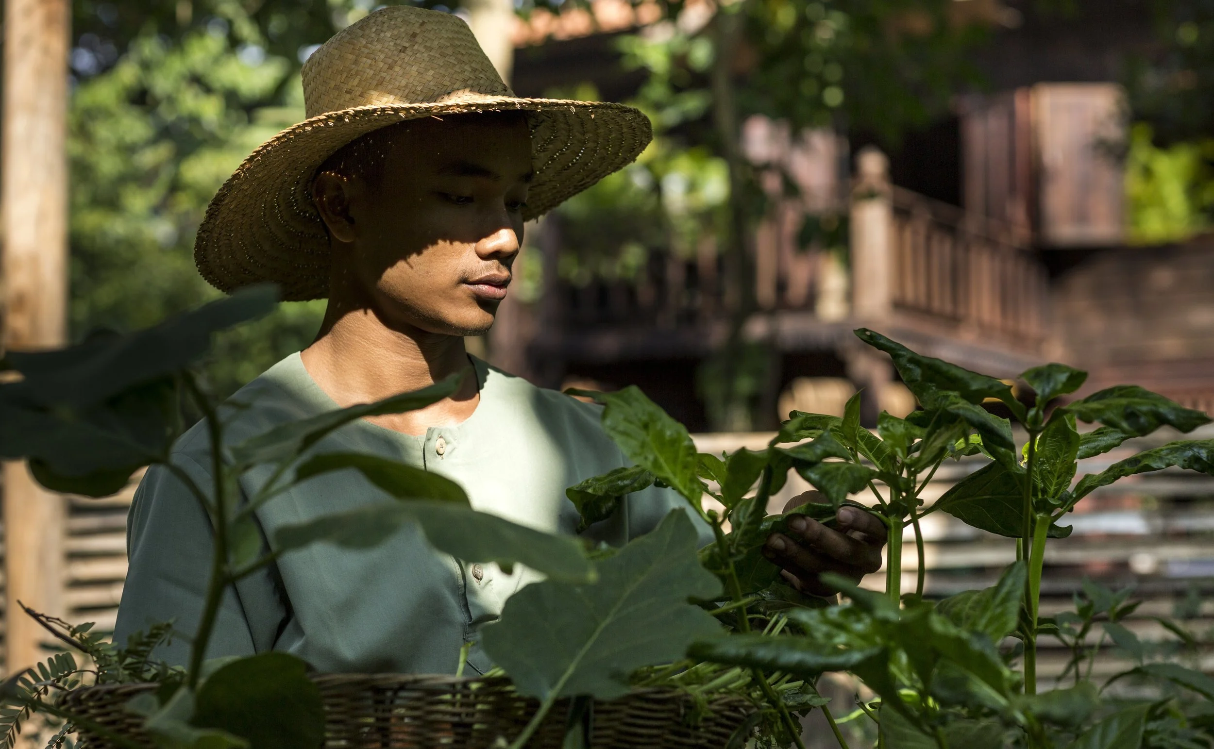 24-gardener-carrying-harvested-greens.jpg