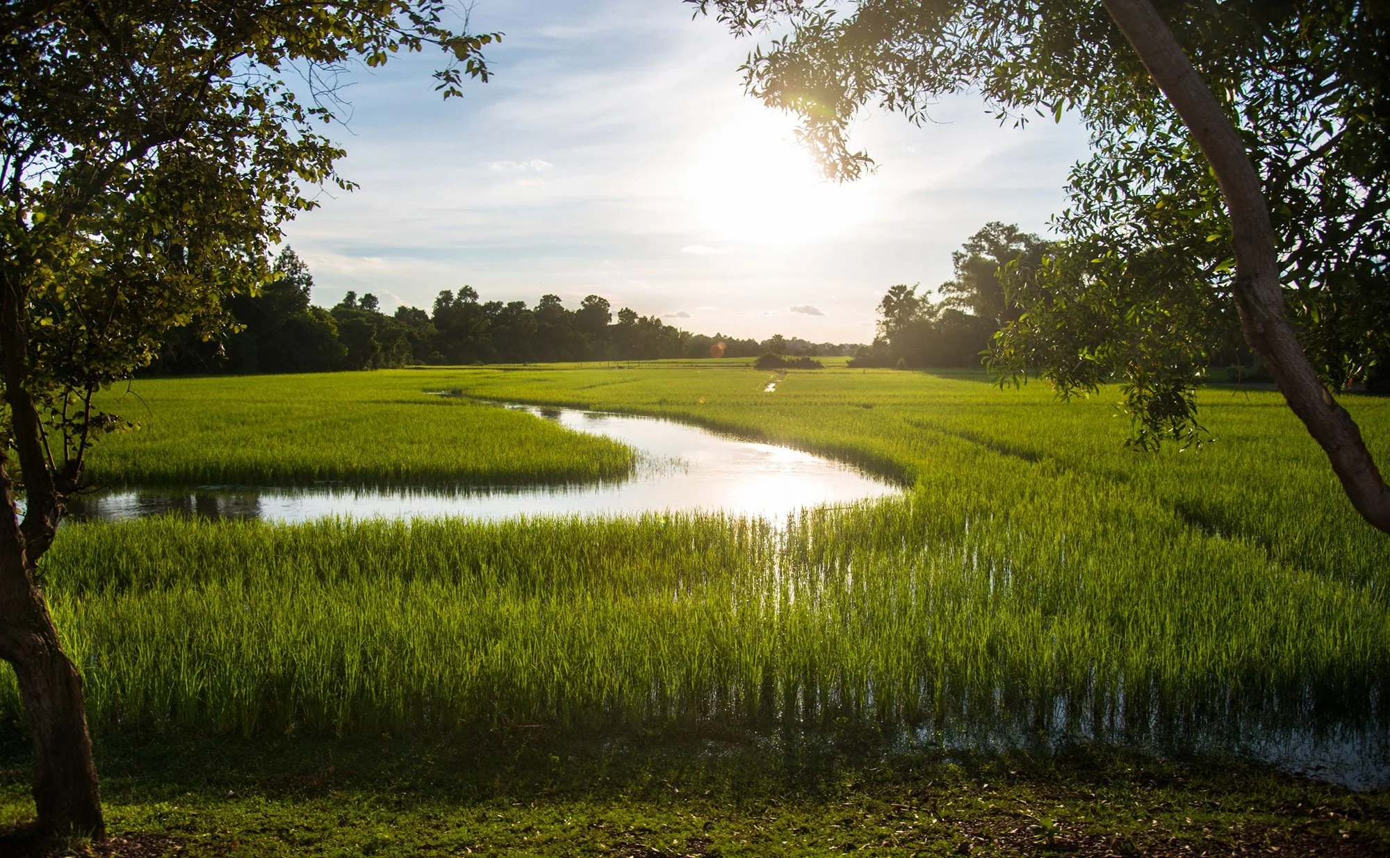 34-water-and-rice-fields-in-the-cambodian-countryside.jpg