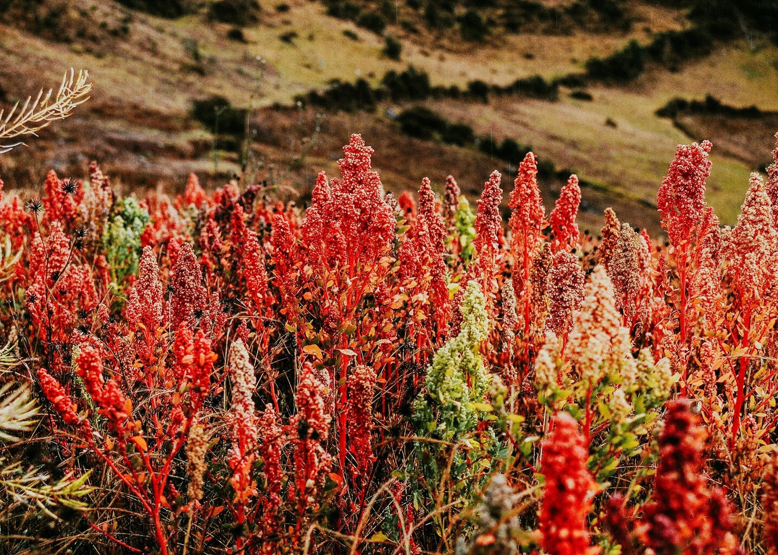 11-red-quinoa-plants-growing-beside-the-highland-landscape.jpg